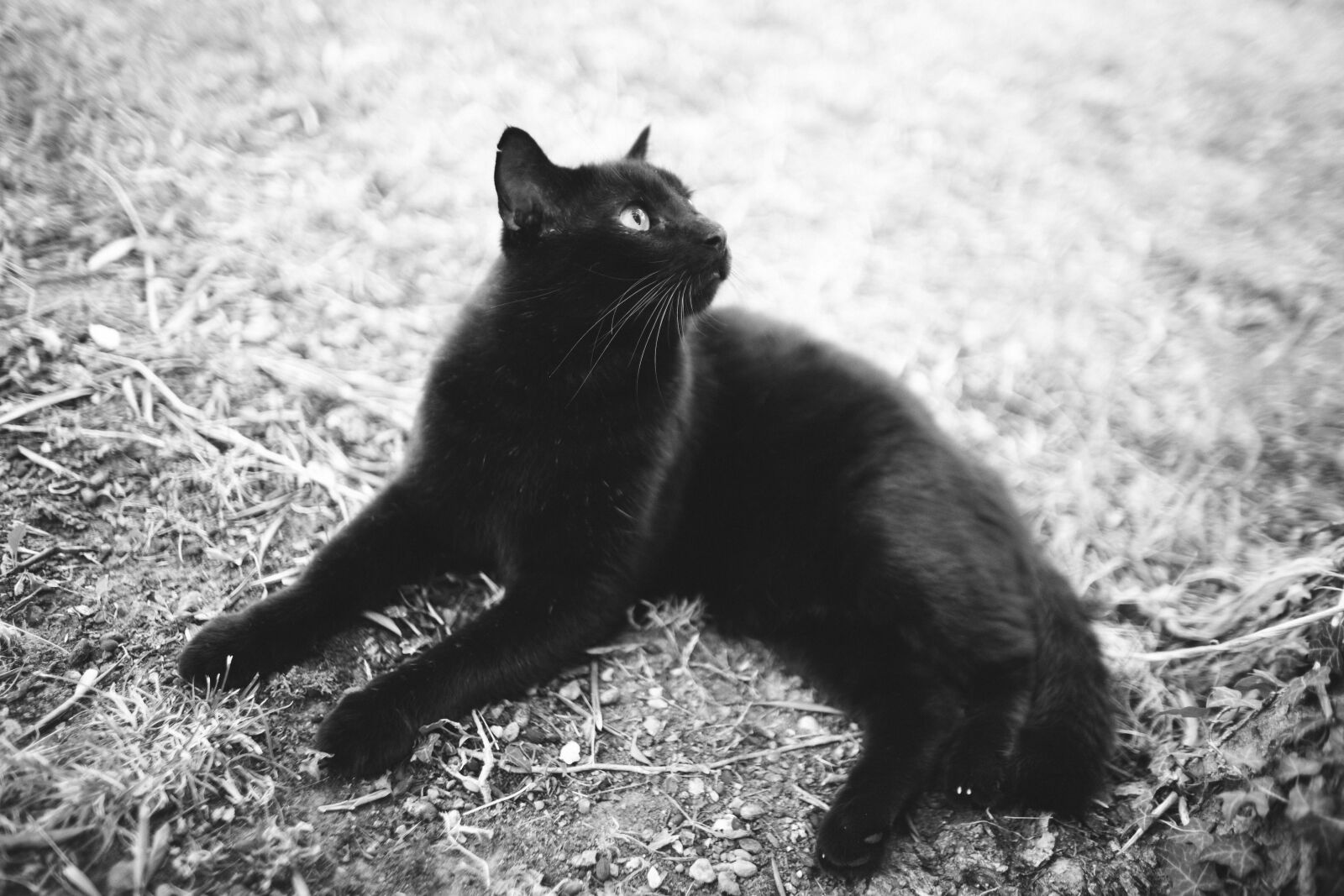 Canon EF 24mm f/1.4L USM sample photo. Big, cat, black, black photography