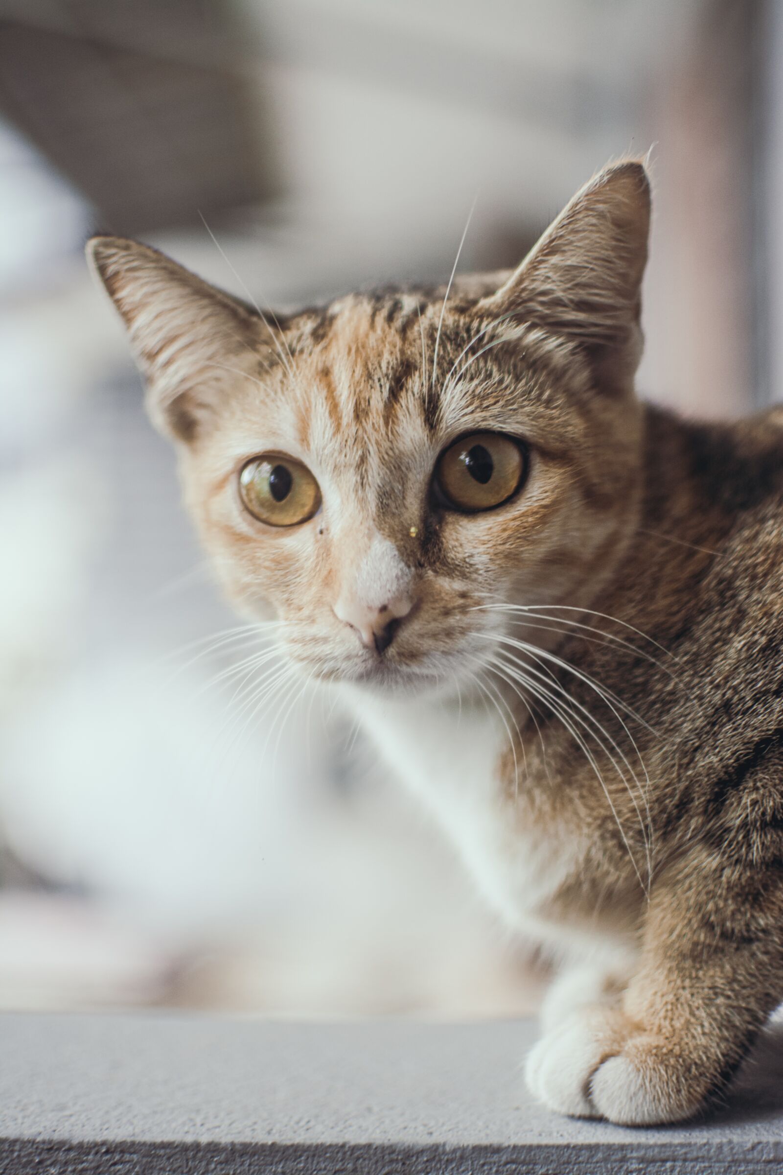 Nikon D7100 sample photo. Cat, animal, pet photography
