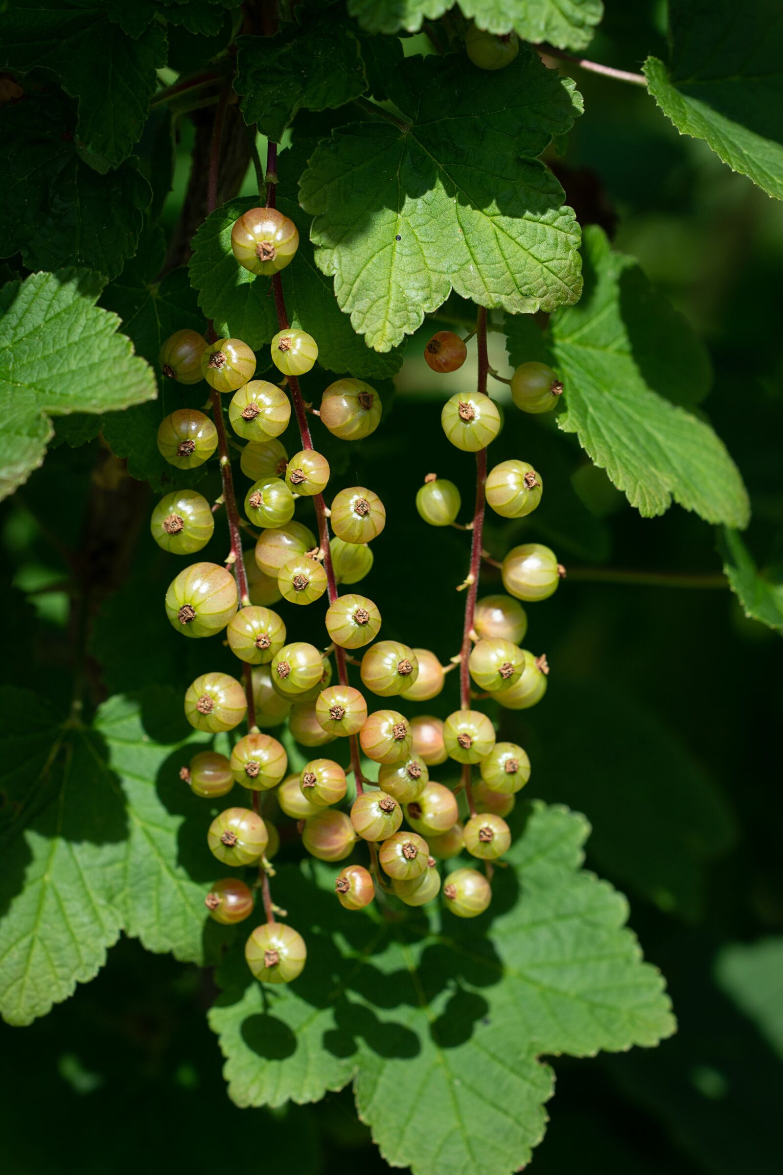 Nikon D7100 sample photo. Currants, green, immature photography