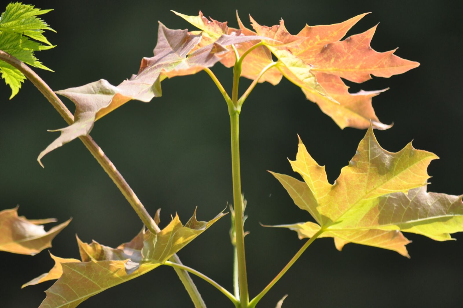 Nikon D90 sample photo. Foliage, plant, summer photography
