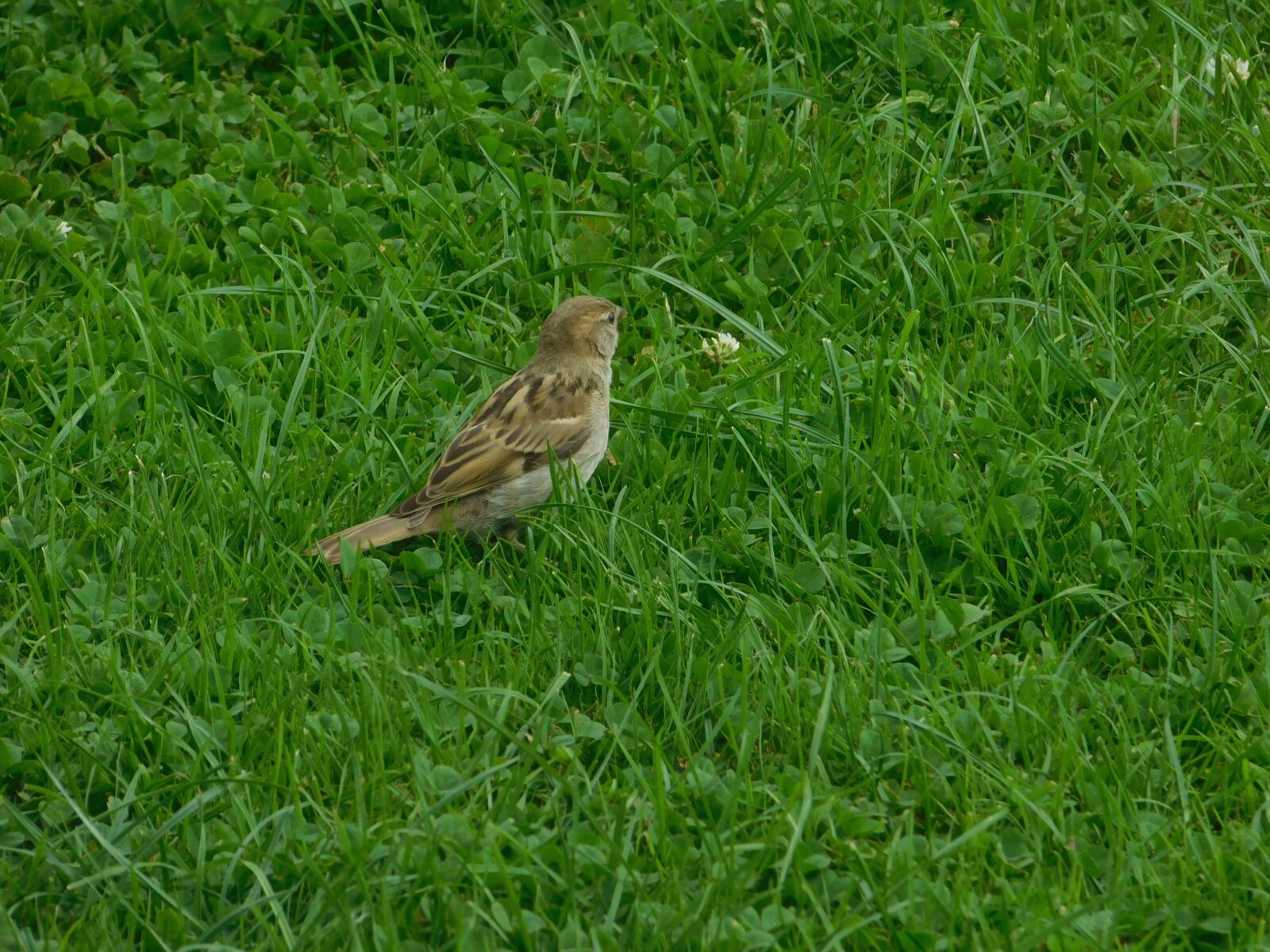 Nikon Coolpix L840 sample photo. Green woodpecker, birds, spring photography