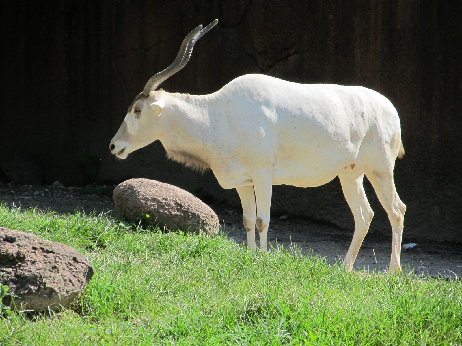 Canon PowerShot SX130 IS sample photo. Addax, white antelope, sahara photography