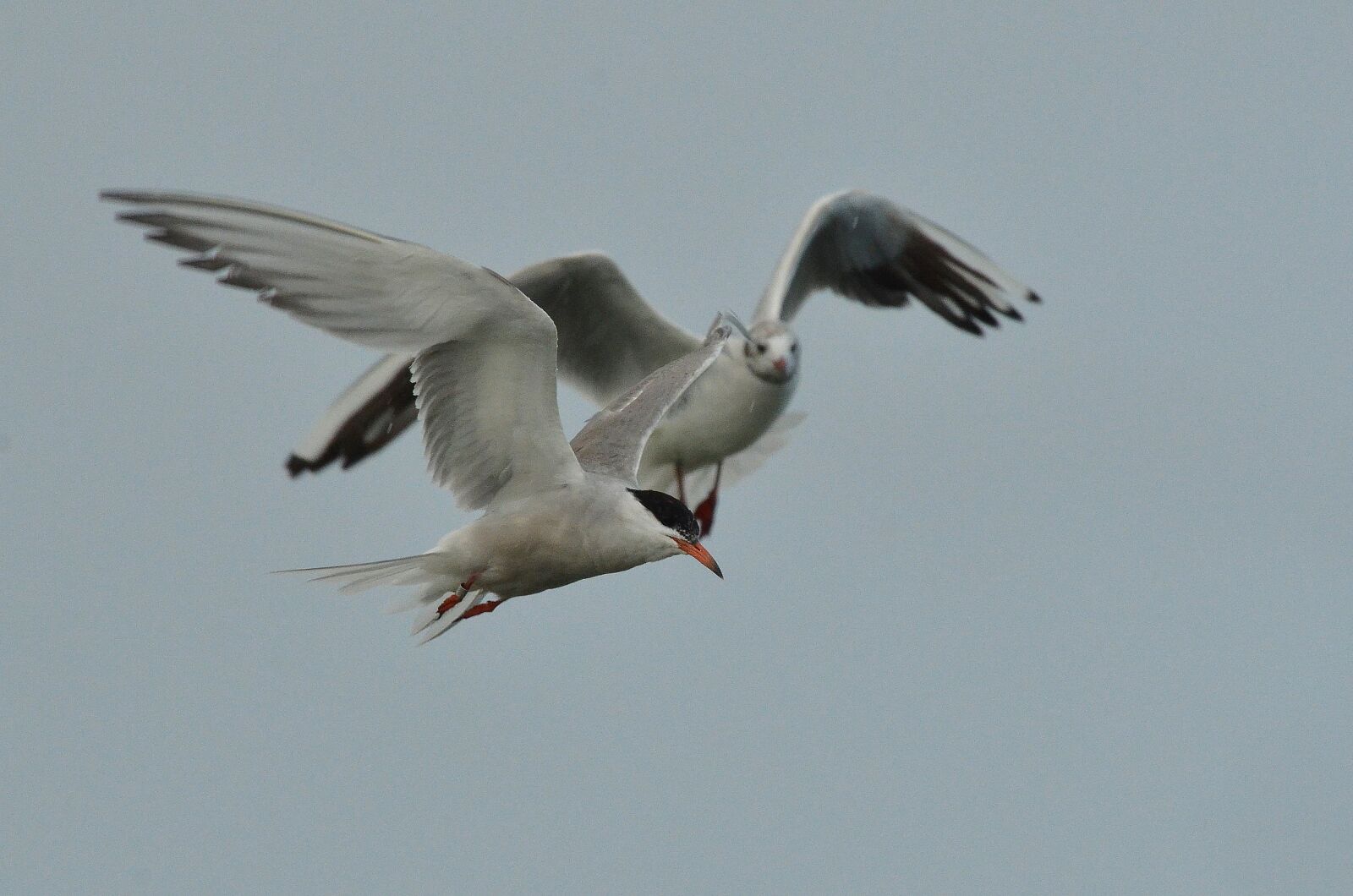 Nikon D7000 sample photo. Bird, common tern, seagull photography