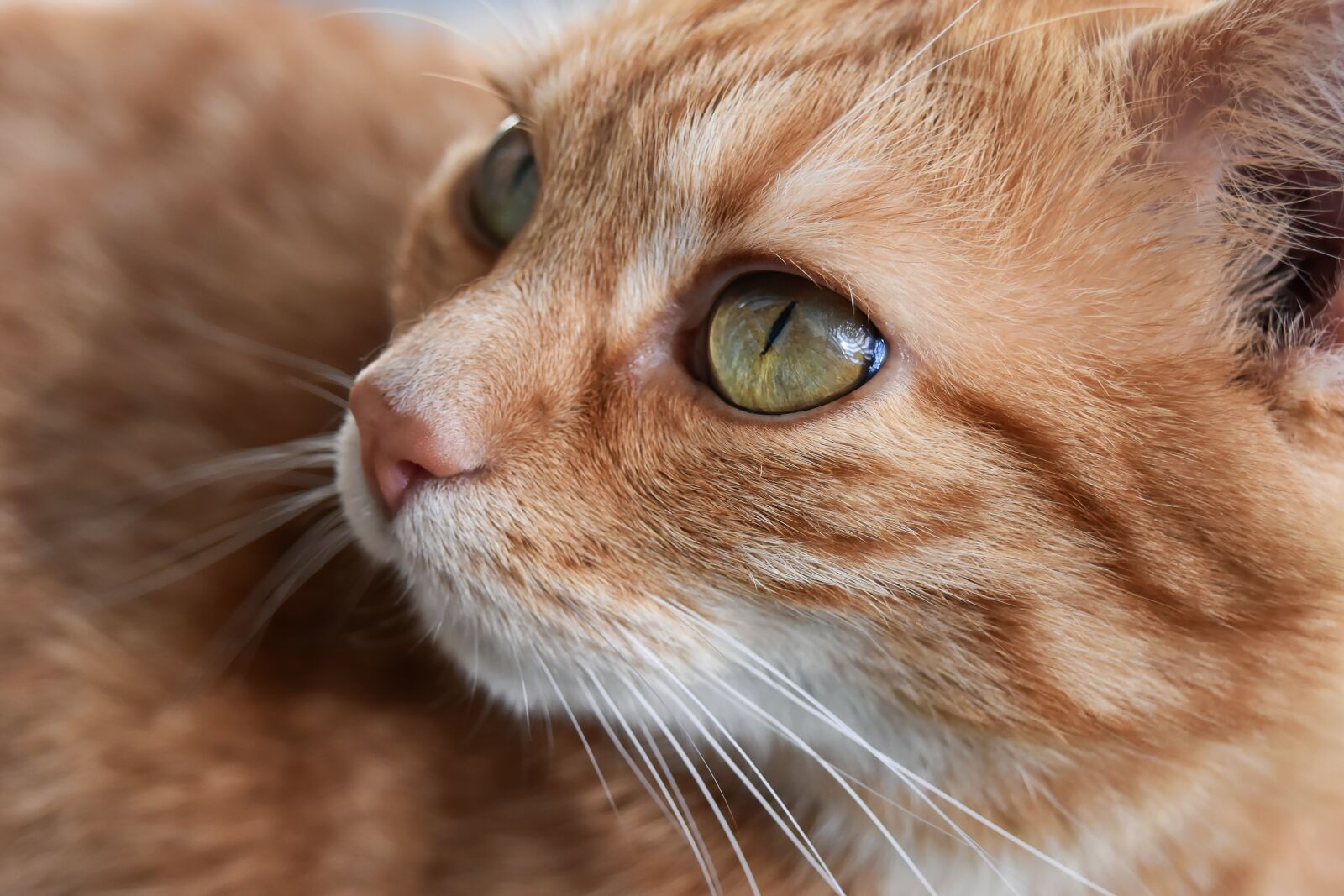 Nikon D7200 sample photo. Cat, red mackerel tabby photography