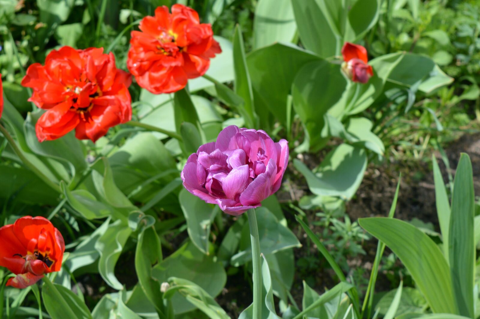 Nikon D3200 sample photo. Tulips, flower bed, flowers photography