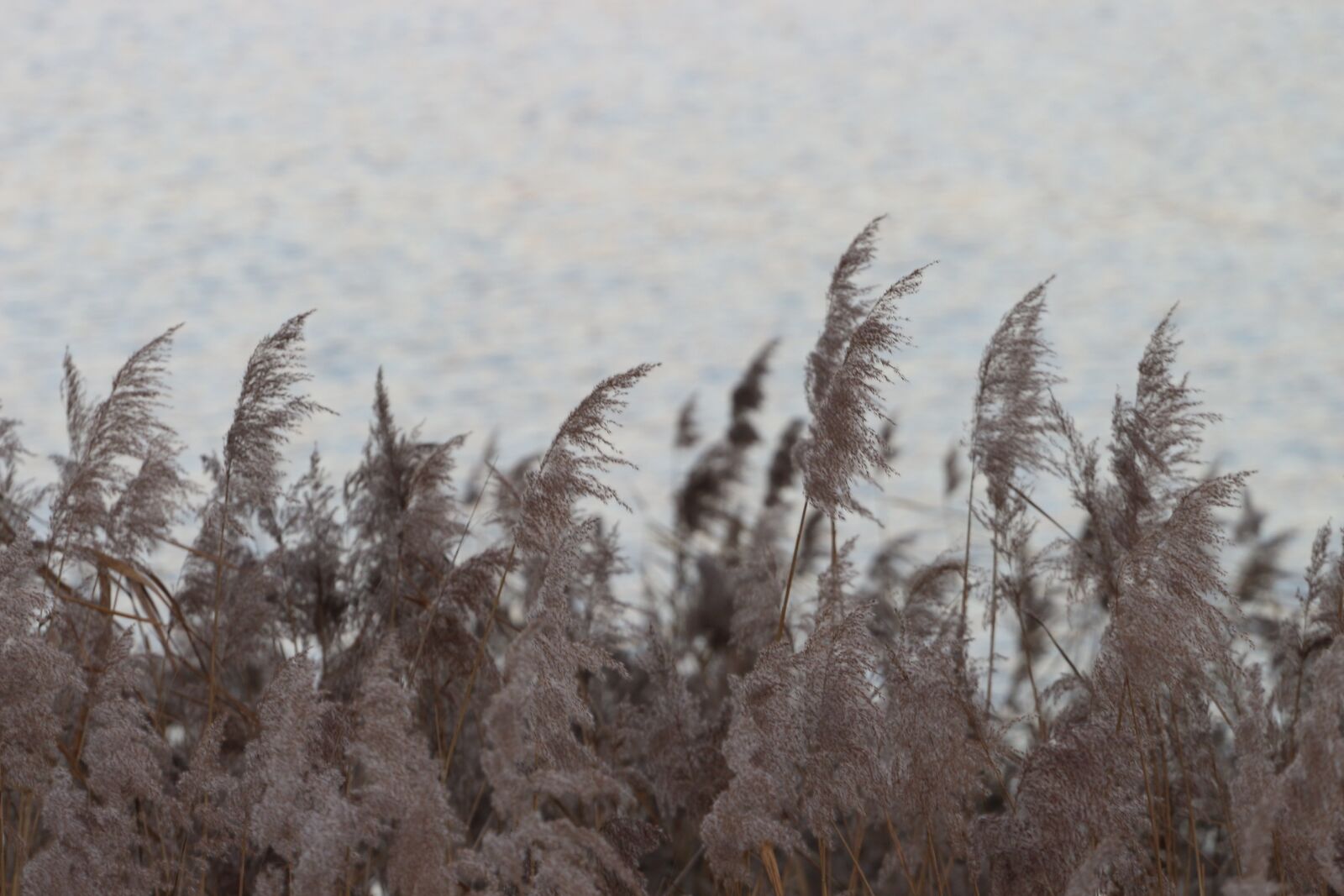 Canon EF 70-200mm F4L USM sample photo. Water, reed, lake photography