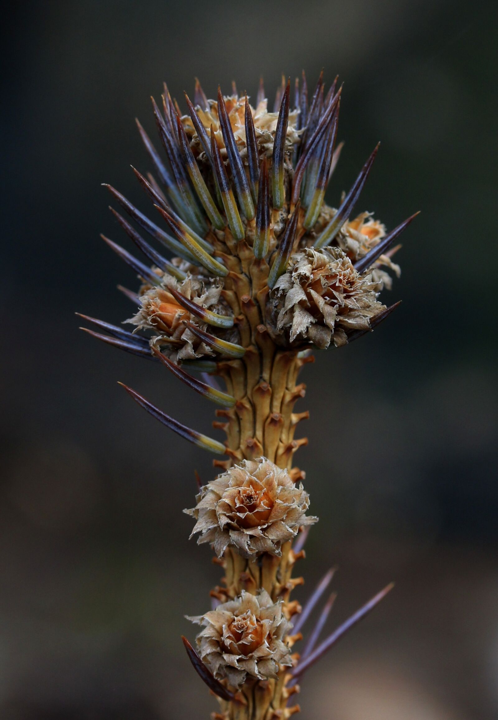 Canon EF-S 60mm F2.8 Macro USM sample photo. Brad, flower, inflorescence photography