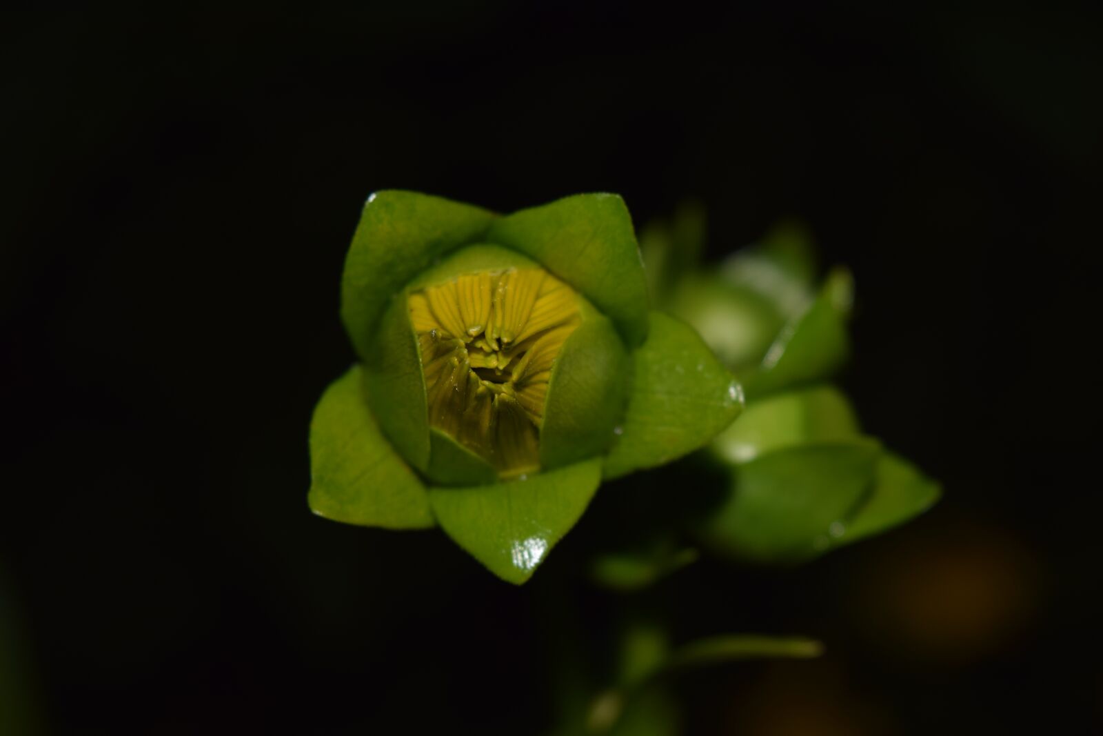 Nikon D3300 sample photo. Sunflower, close up, bud photography