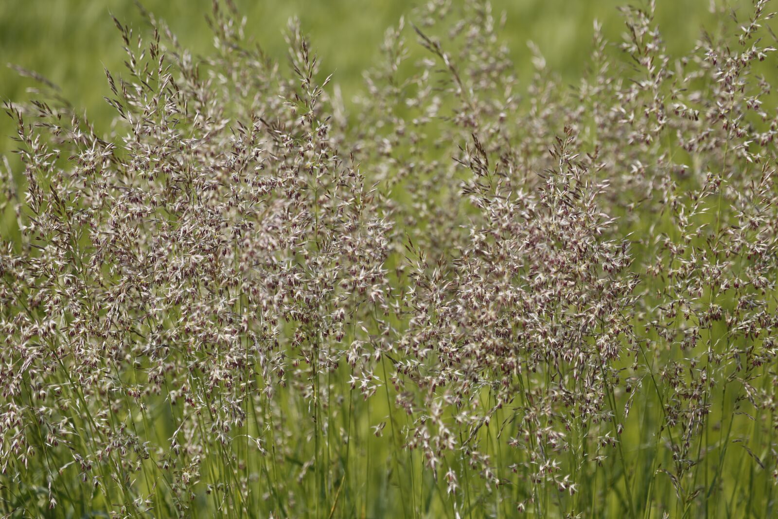 Canon EF 100-400mm F4.5-5.6L IS USM sample photo. Meadow, grass, nature photography