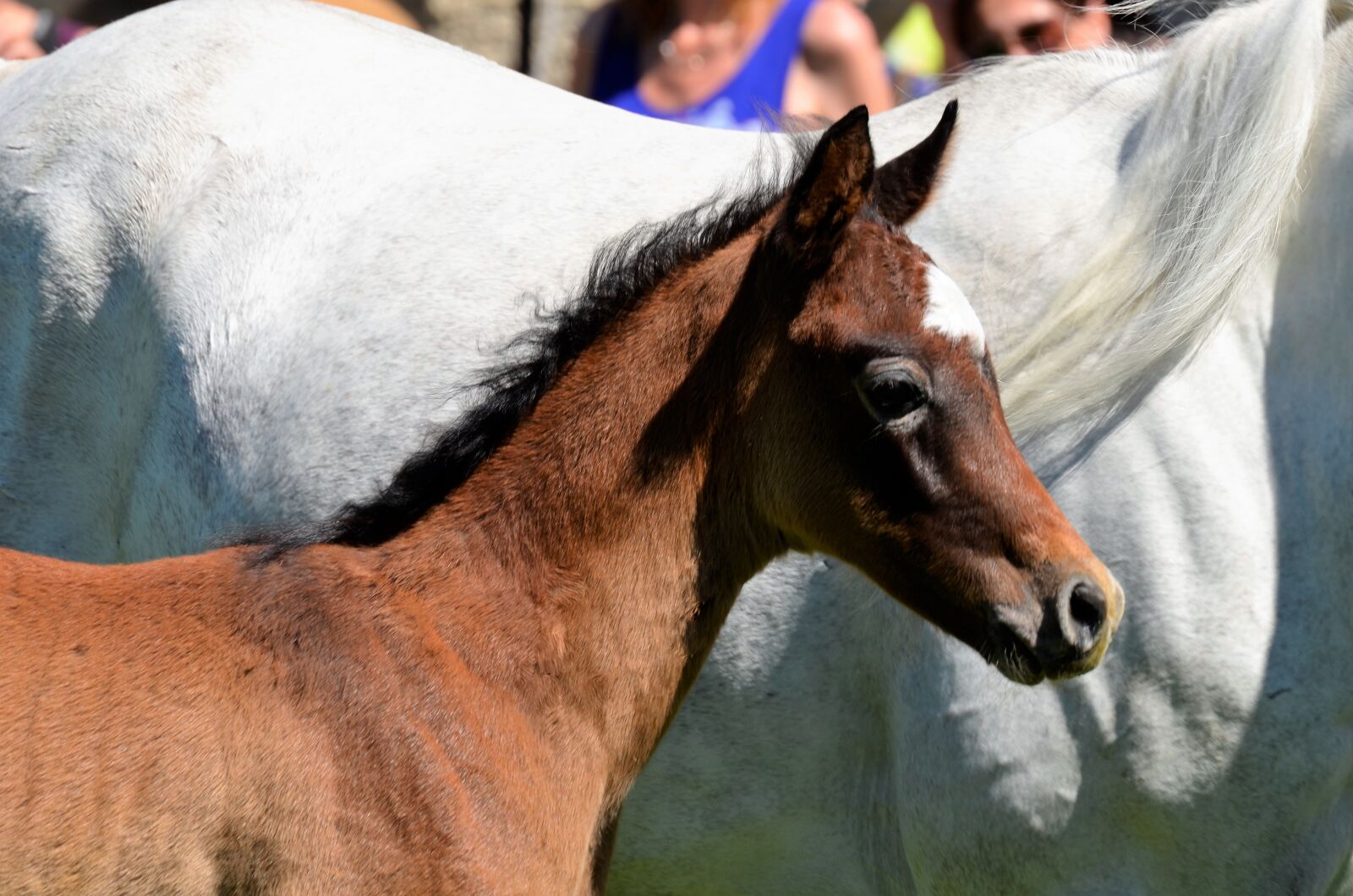 Nikon D5100 sample photo. Main and state stud photography