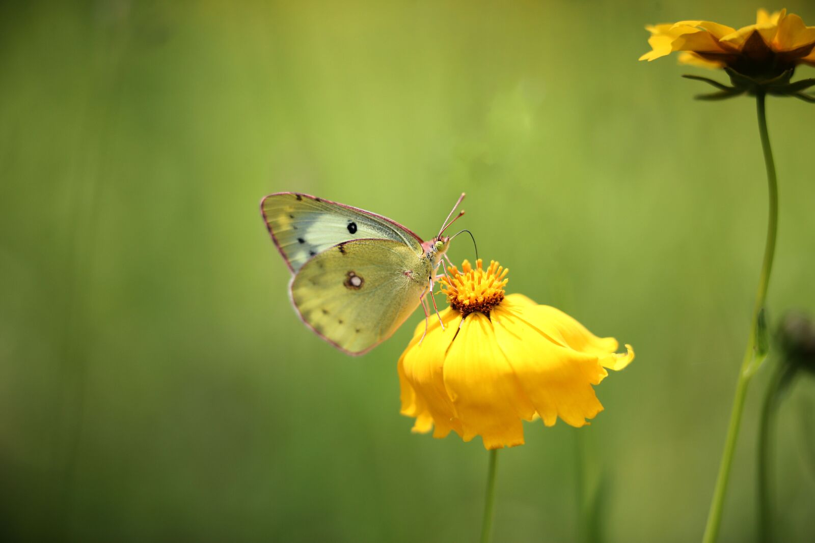Canon EOS-1D X sample photo. White butterfly, stammerer, yellow photography