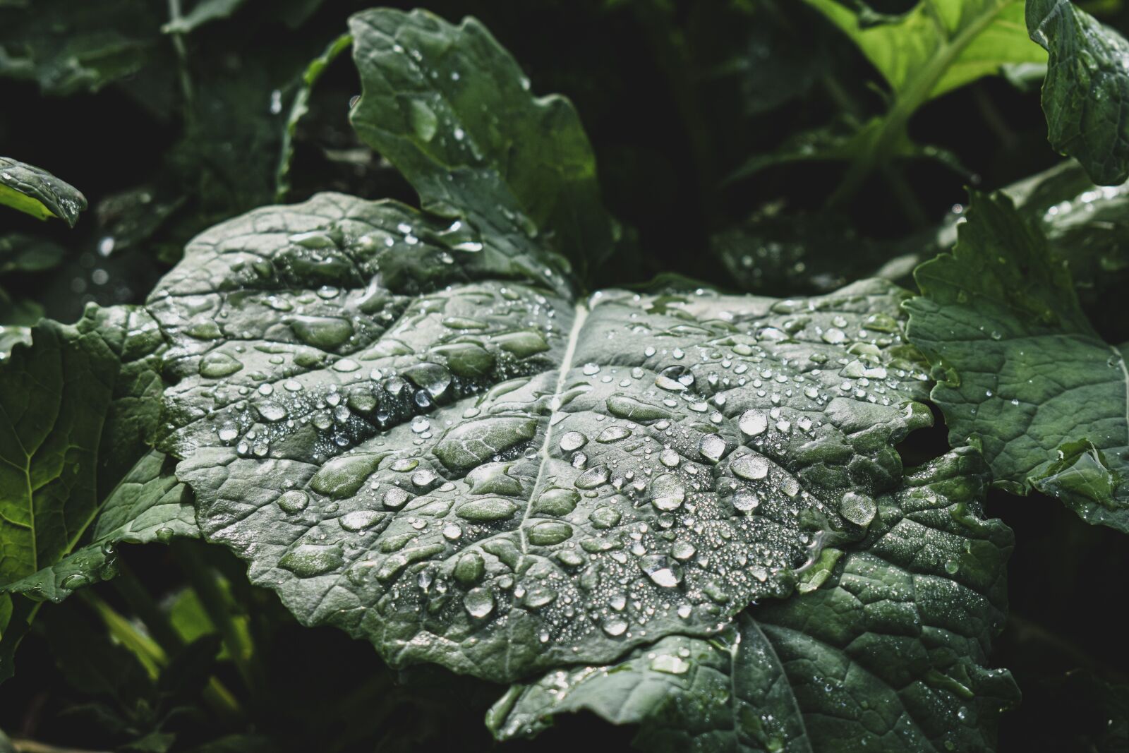 Nikon D3300 sample photo. Leaves, drip, raindrops photography