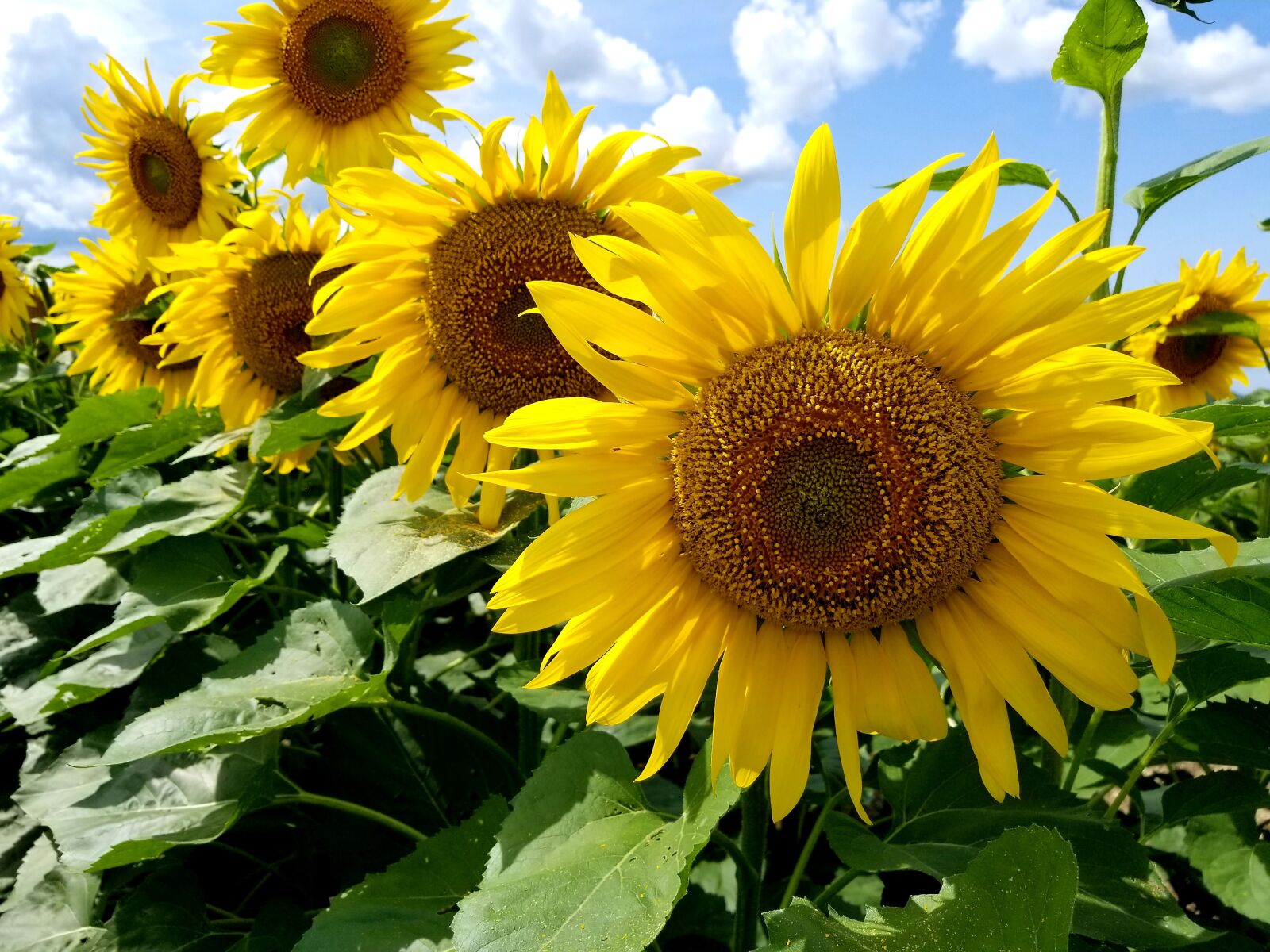 Samsung Galaxy S8+ sample photo. Sunflowers, sunflower, field photography