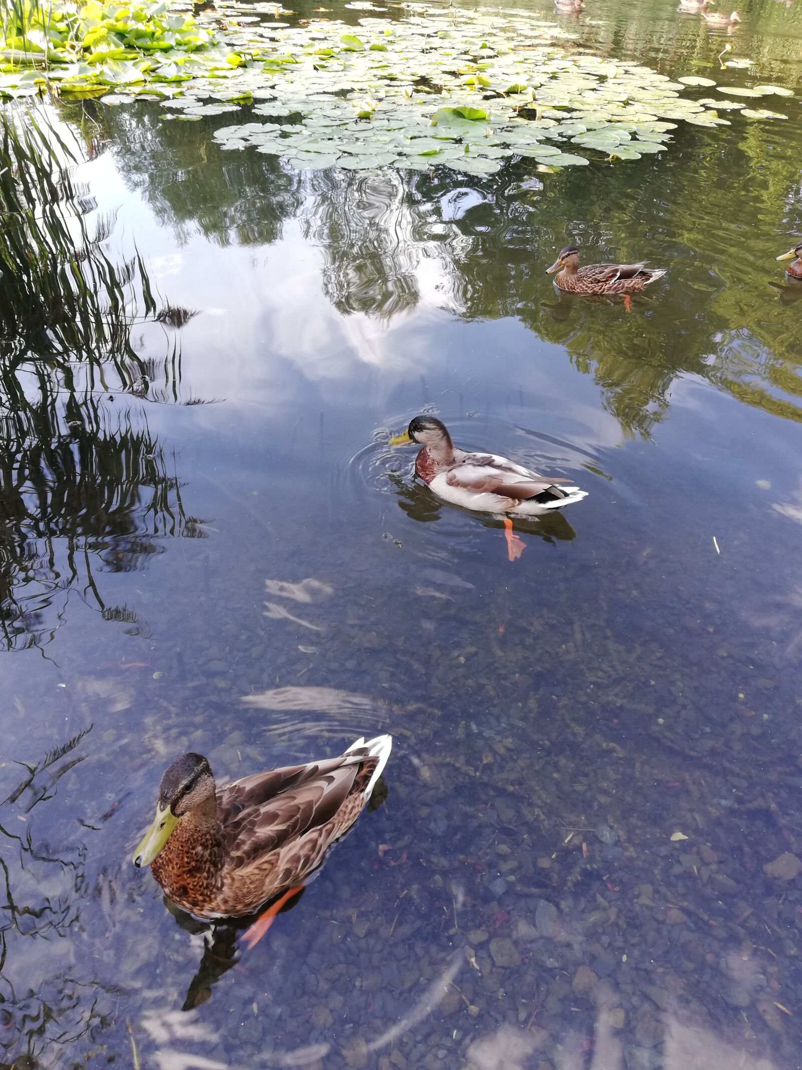 HUAWEI P20 lite sample photo. Ducks, pond, lake photography