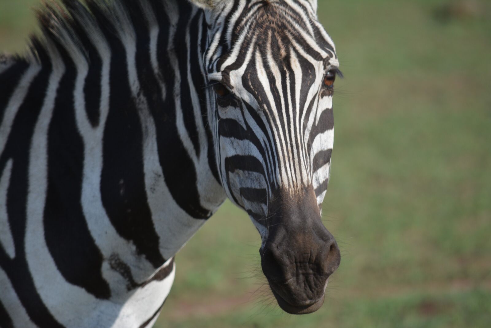Nikon D7100 sample photo. Wild, animal, wildlife, wildlife photography