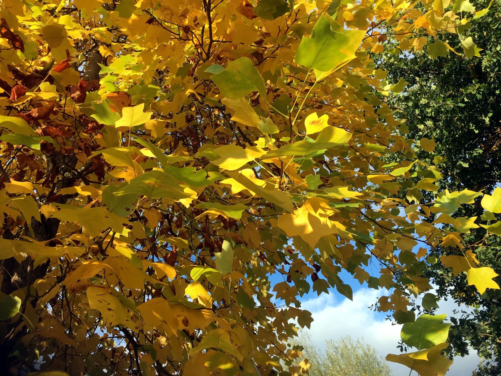 Apple iPhone 6s sample photo. Fall foliage, yellow, golden photography