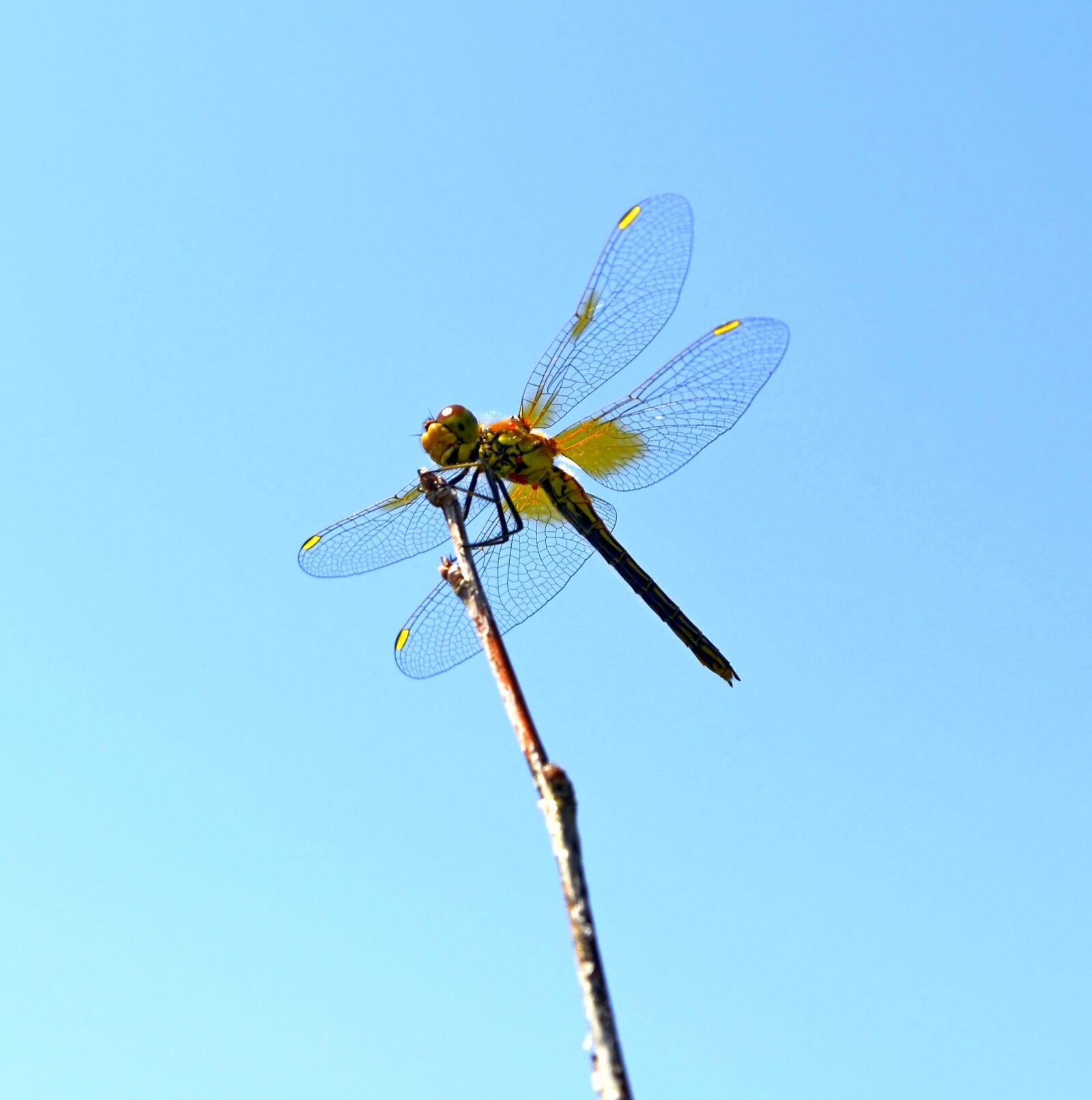 Nikon D5100 sample photo. Dragonfly, wings, hymenoptera photography