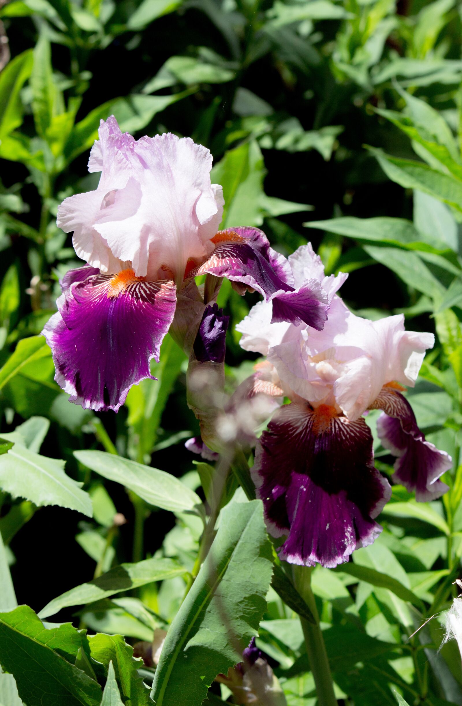 Canon EOS 100D (EOS Rebel SL1 / EOS Kiss X7) sample photo. Iris, flower, purple photography