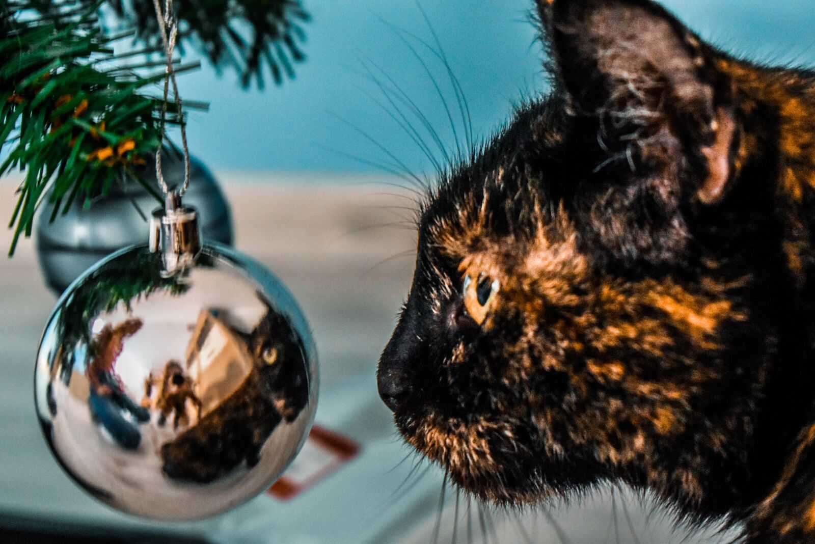 Nikon D3500 sample photo. Cat, pet, animal photography