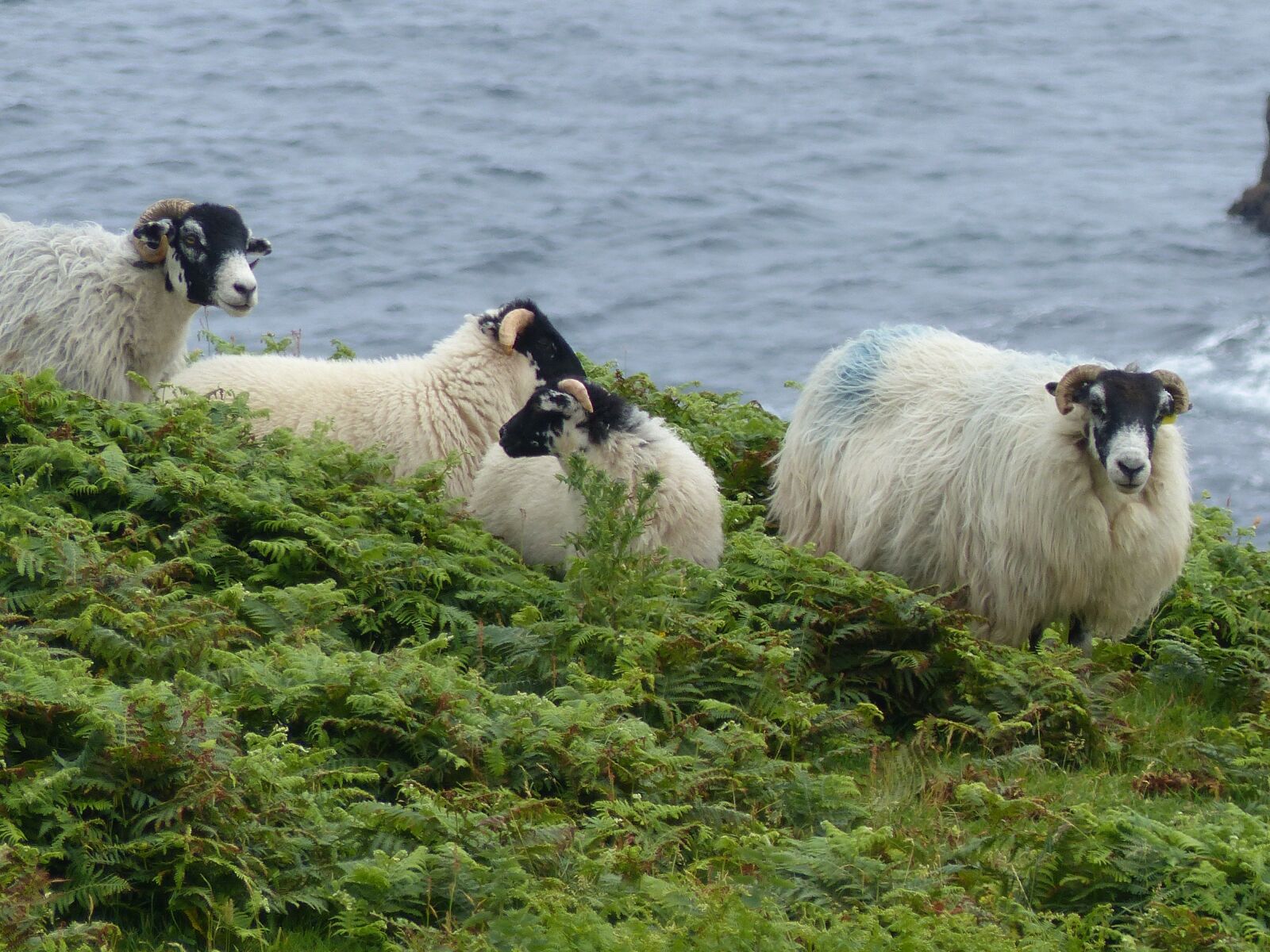 Panasonic Lumix DMC-FZ200 sample photo. Nature, sheep, outdoor photography