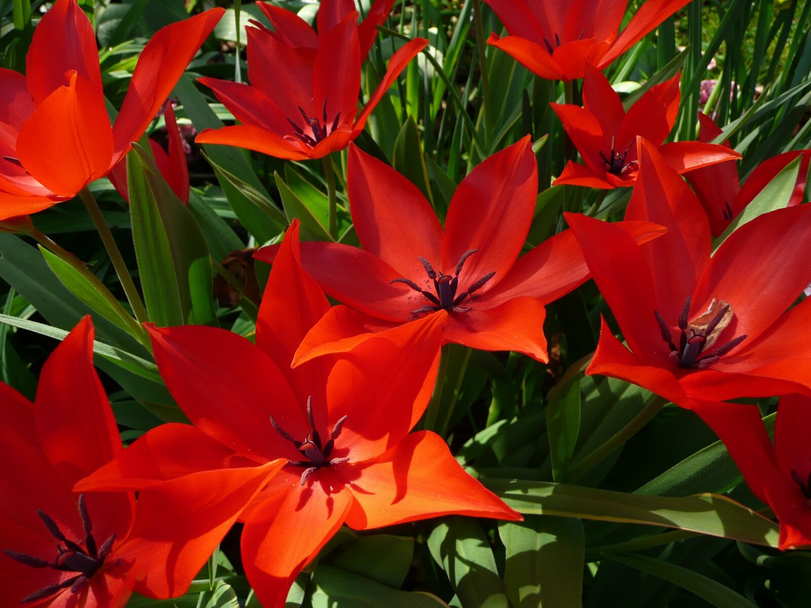 Panasonic DMC-TZ3 sample photo. Red, flower, garden photography