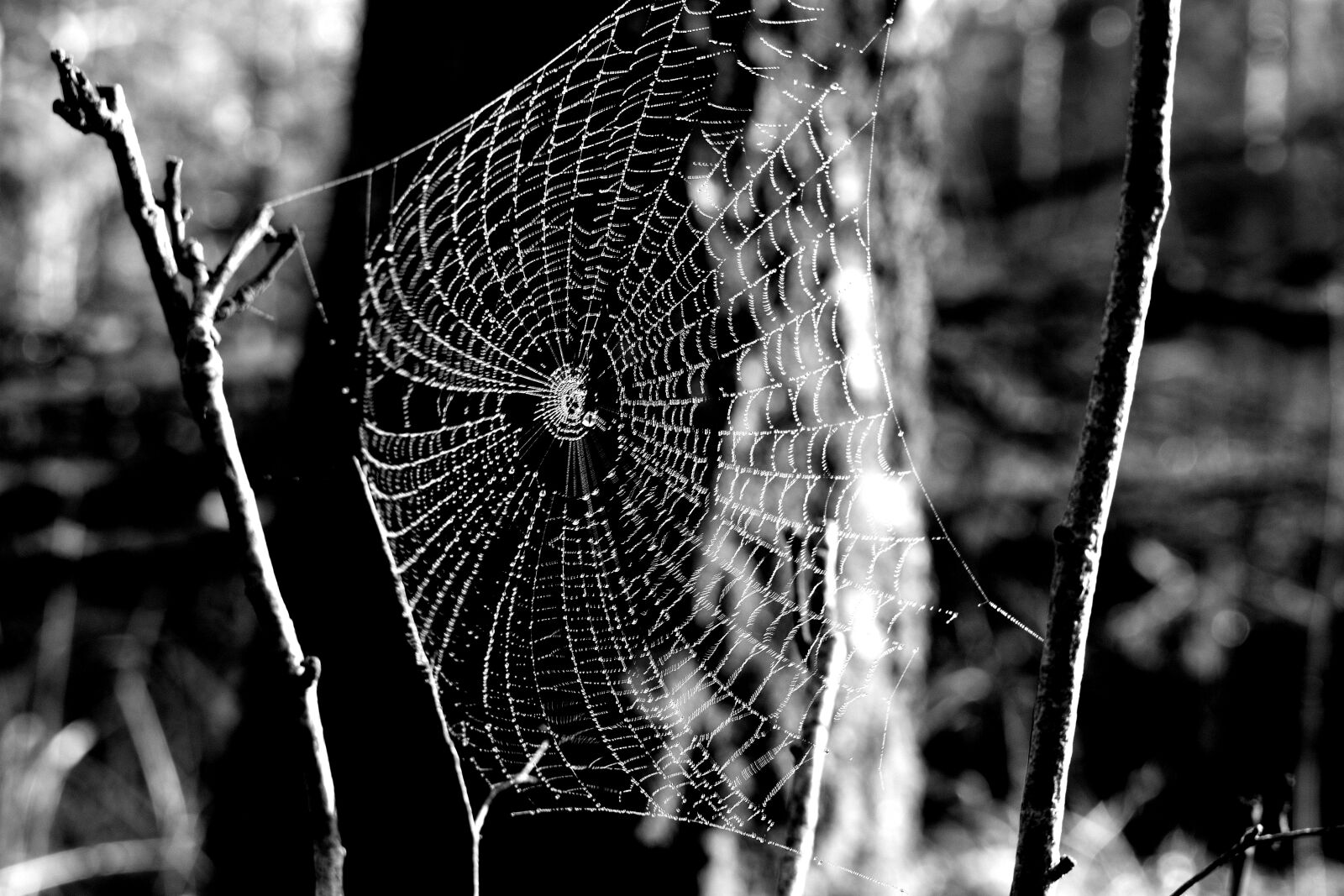 Nikon D3400 sample photo. Cobweb, hotel, spider photography
