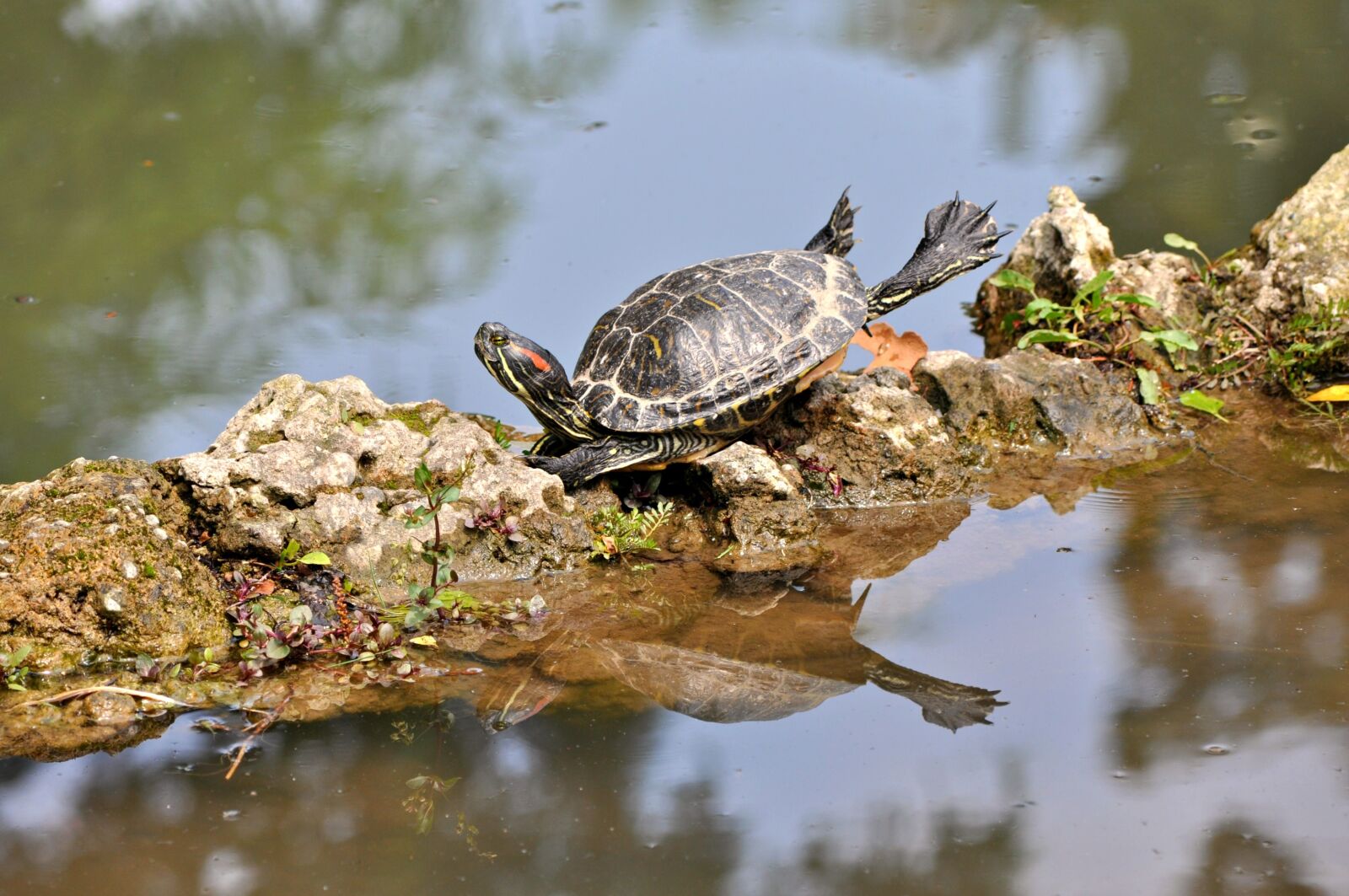 Nikon D90 sample photo. Frog, turtle, stones photography