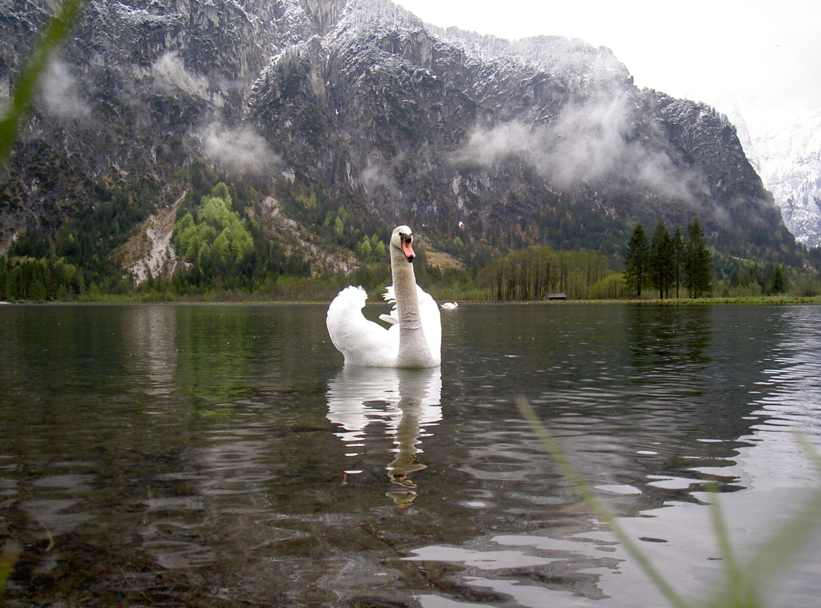 KONICA MINOLTA DIGITAL CAMERA KD-400Z sample photo. Swan, bird, fluffy photography