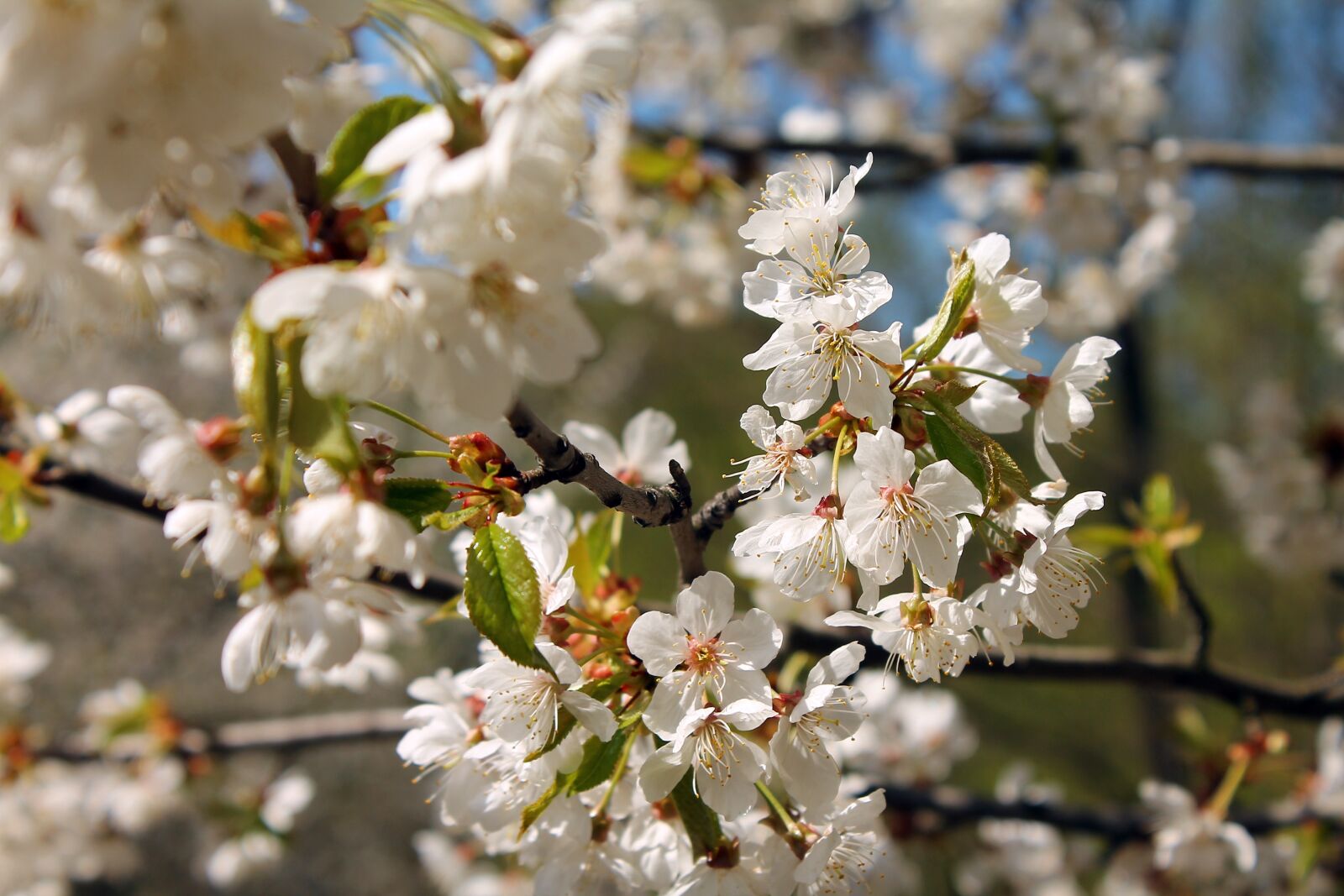 Canon EOS 1100D (EOS Rebel T3 / EOS Kiss X50) sample photo. Spring, flower, white flower photography
