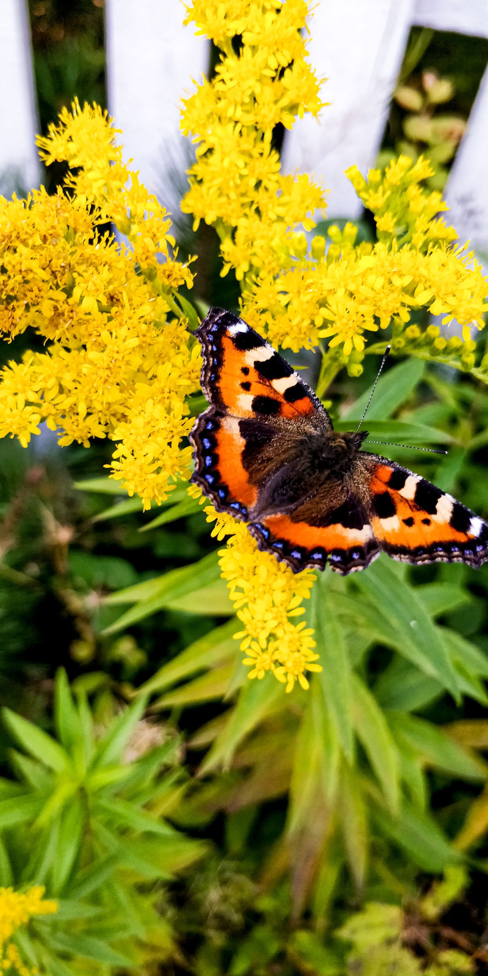 OnePlus 5T sample photo. Butterfly, summer, yellow photography