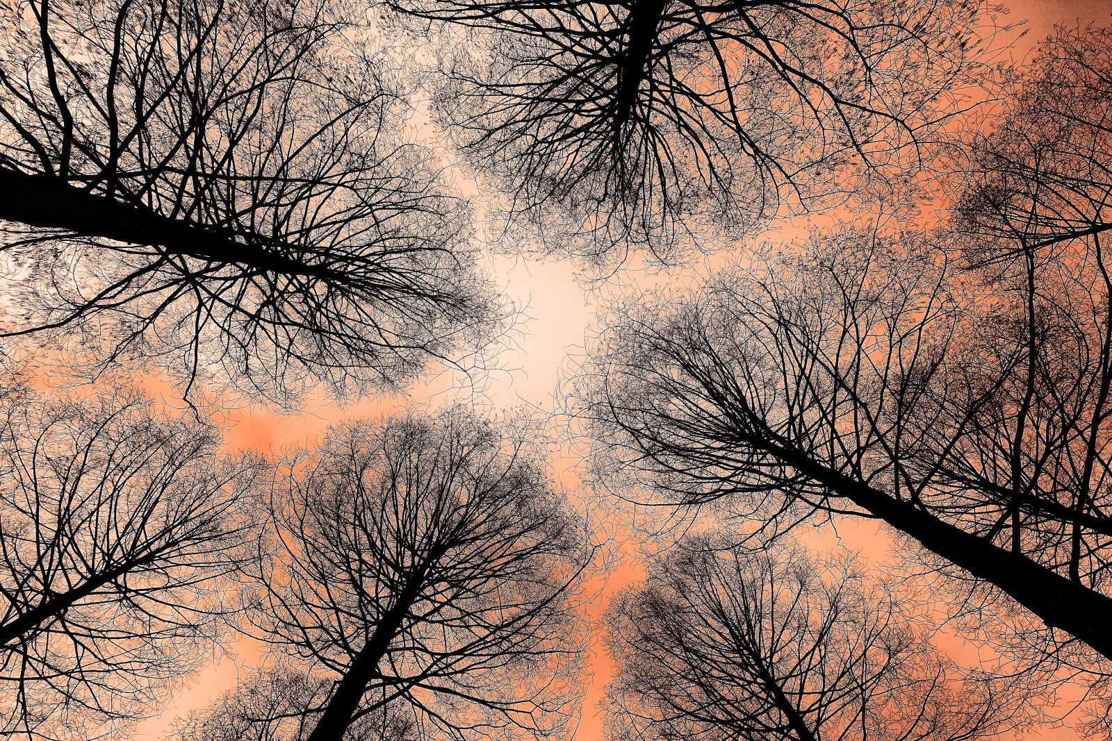 Sony Cyber-shot DSC-RX100 sample photo. Tree, tree top, trunk photography