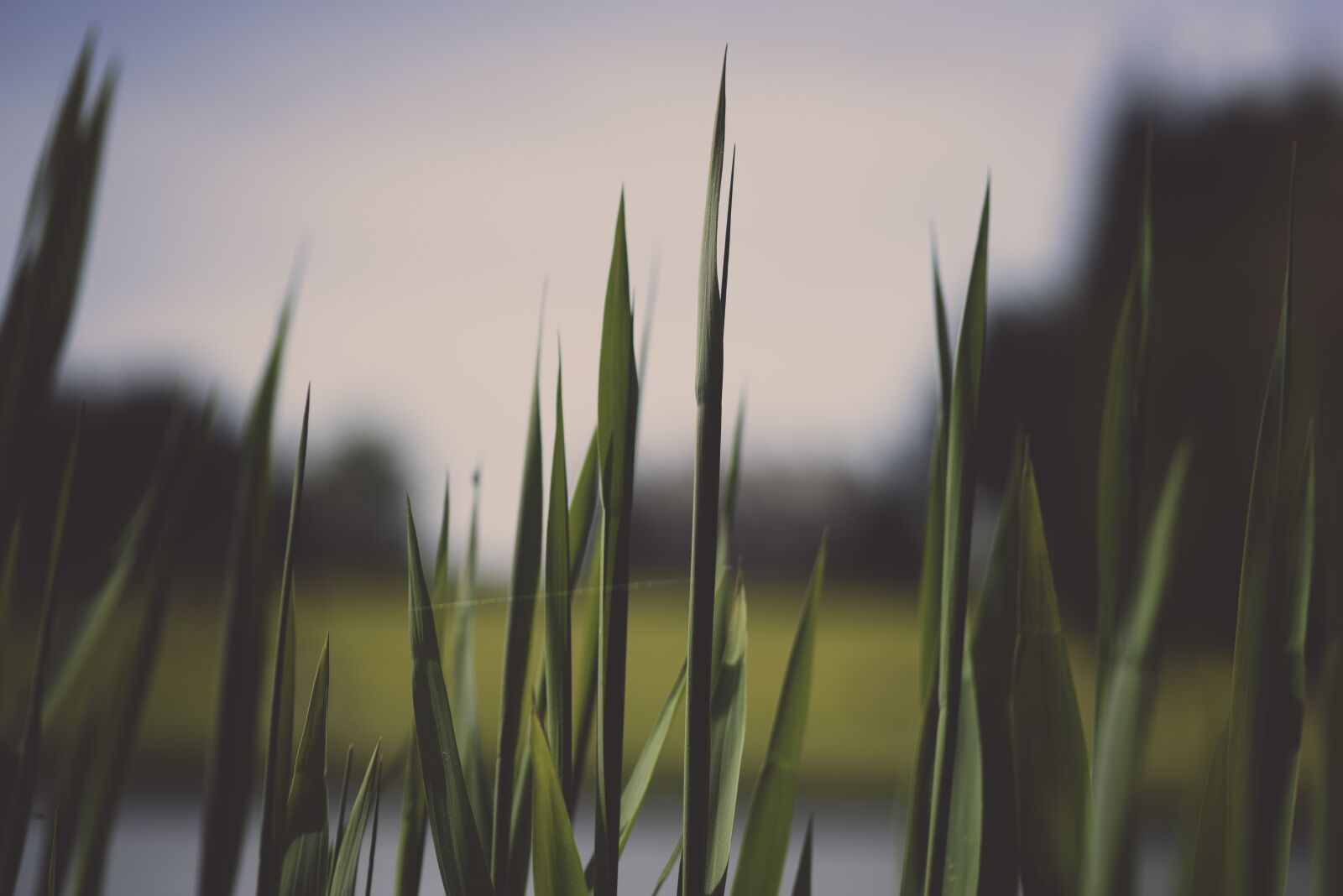 Nikon D750 sample photo. Close-up, grass, green photography