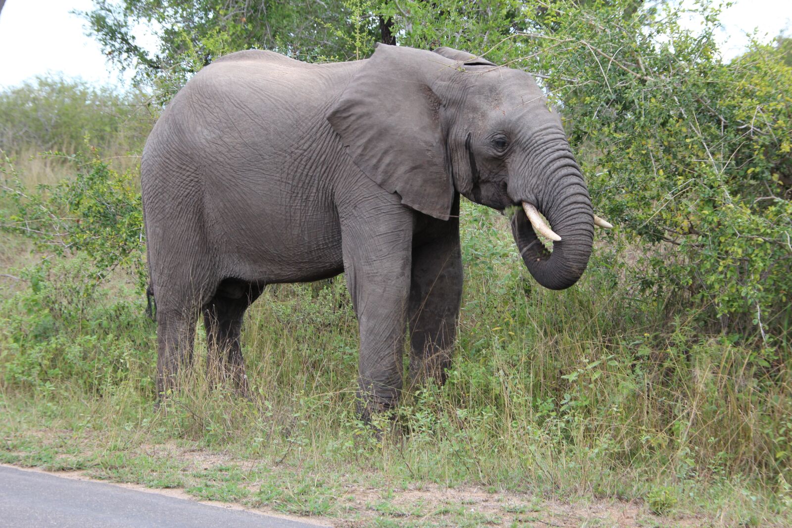 Canon EOS 600D (Rebel EOS T3i / EOS Kiss X5) sample photo. Elephant, grazing, kruger national photography