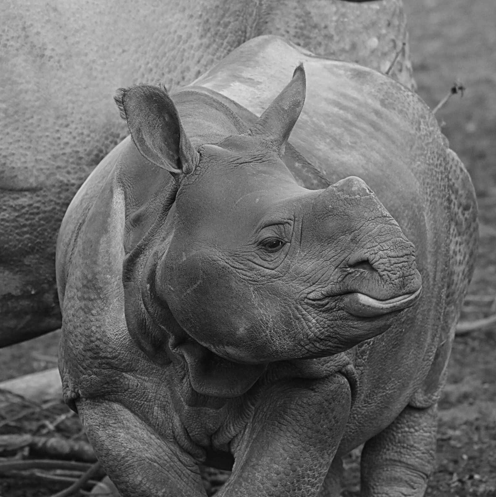 Nikon D7200 sample photo. Rhino, animal, baby rhinoceros photography