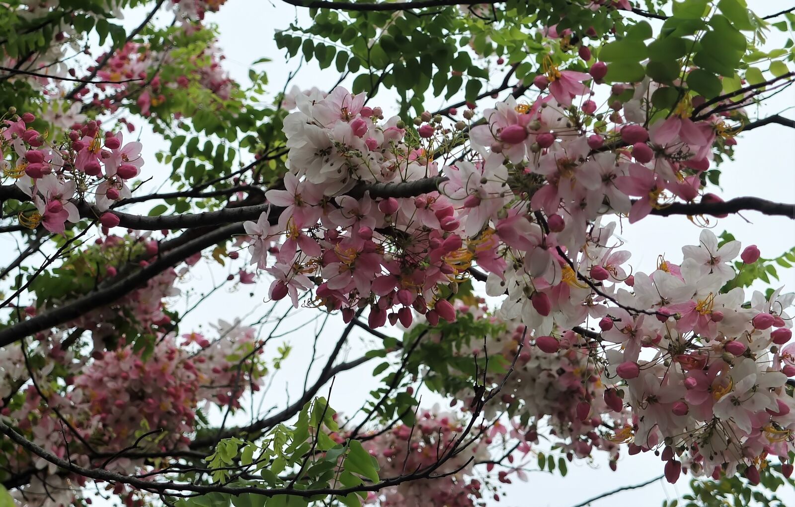 Fujifilm X10 sample photo. Tree, branch, flower photography