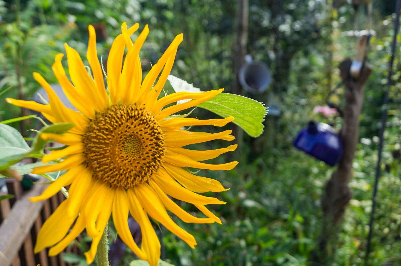 Sony SLT-A37 sample photo. Sunflower, garden, nature photography