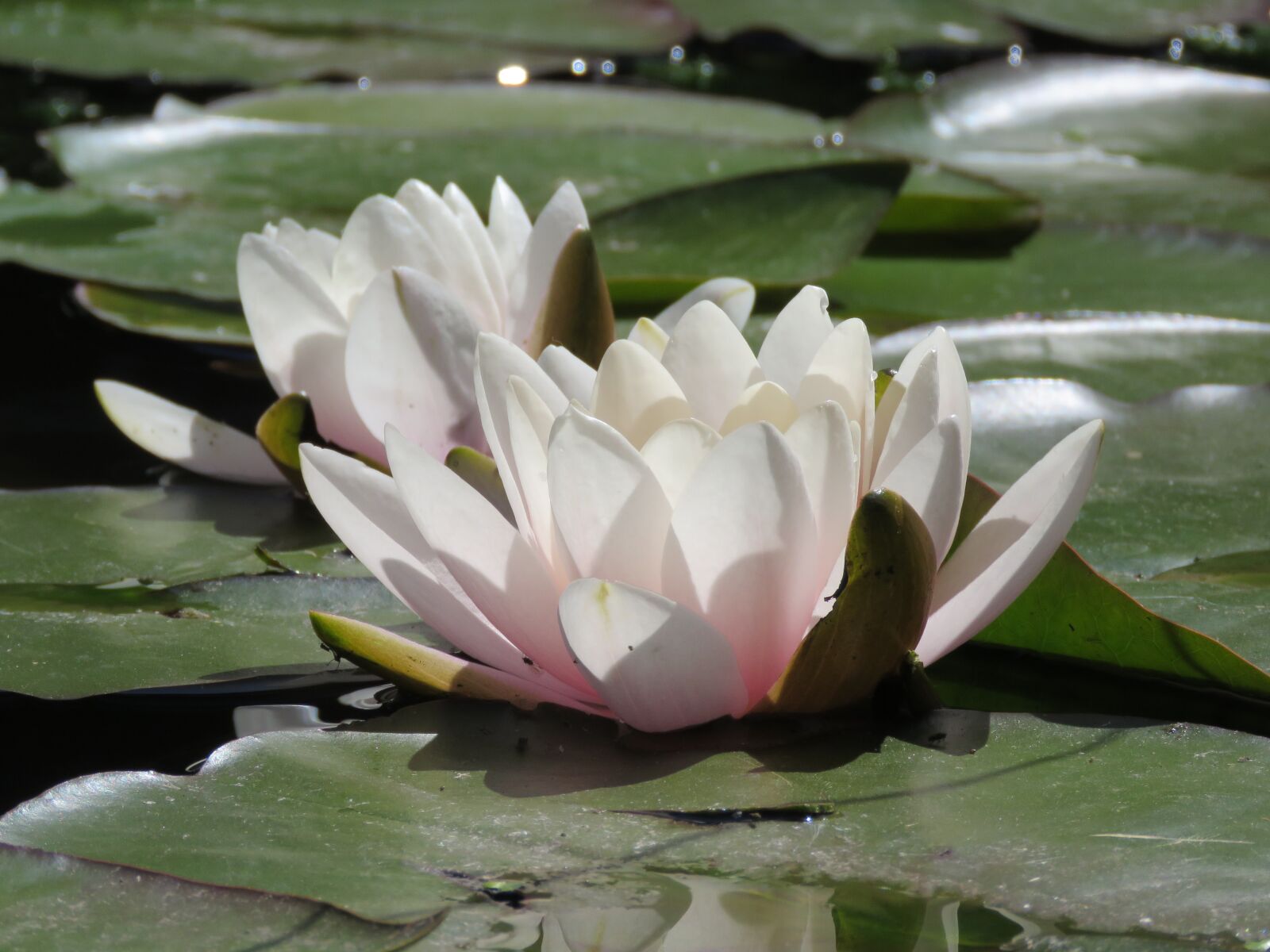 Canon PowerShot SX60 HS sample photo. Water lily, pond, flower photography