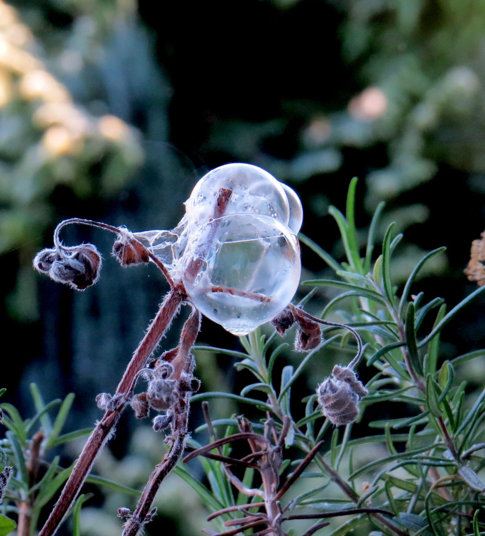 Canon PowerShot SX50 HS sample photo. Soap bubbles, frost, winter photography