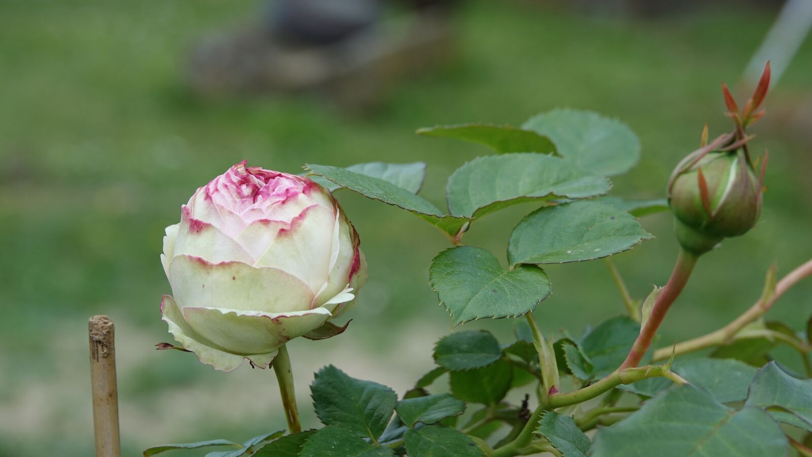 Sony Cyber-shot DSC-RX10 III sample photo. Pink, hatching photography