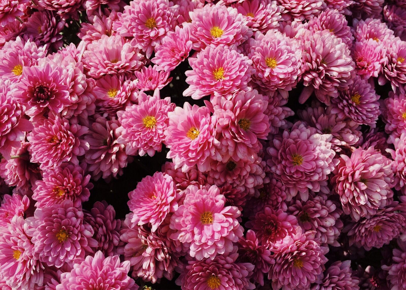 iPhone 5s back camera 4.15mm f/2.2 sample photo. Mums, flowers, fall photography