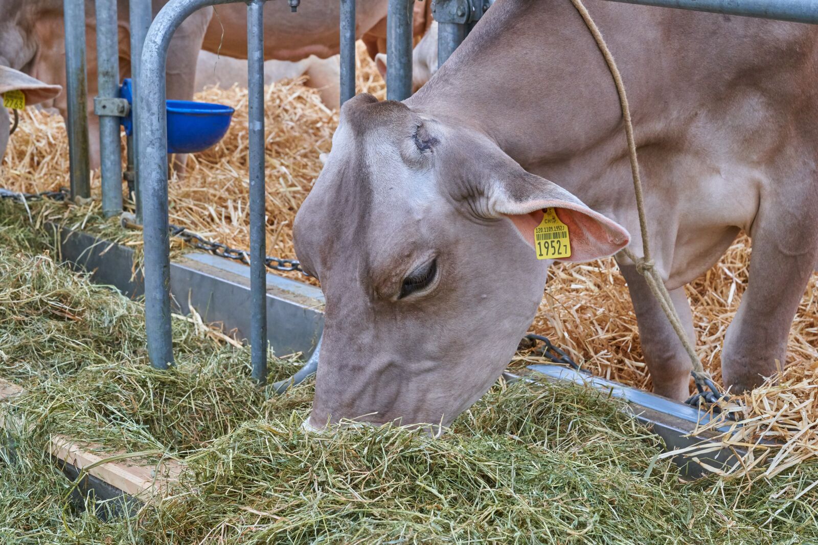 Sony FE 90mm F2.8 Macro G OSS sample photo. Cow, stall, eat photography