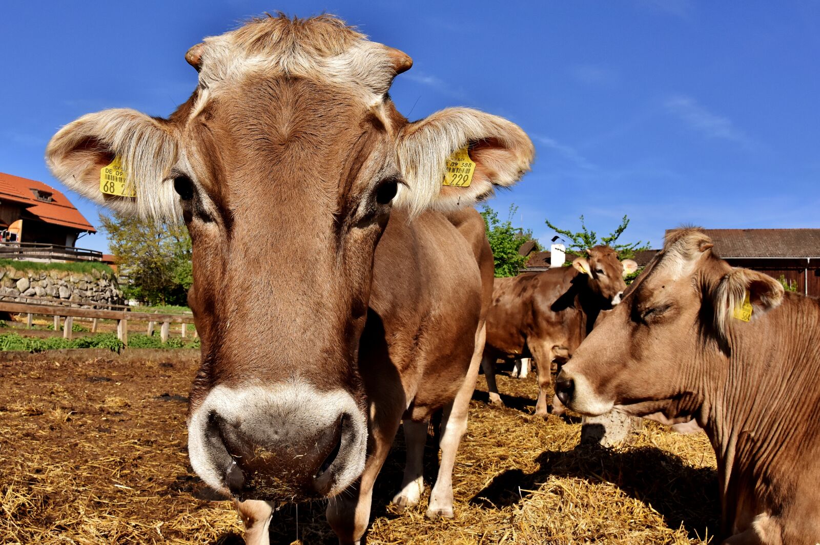 Nikon D7200 sample photo. Cow, beef, snout photography