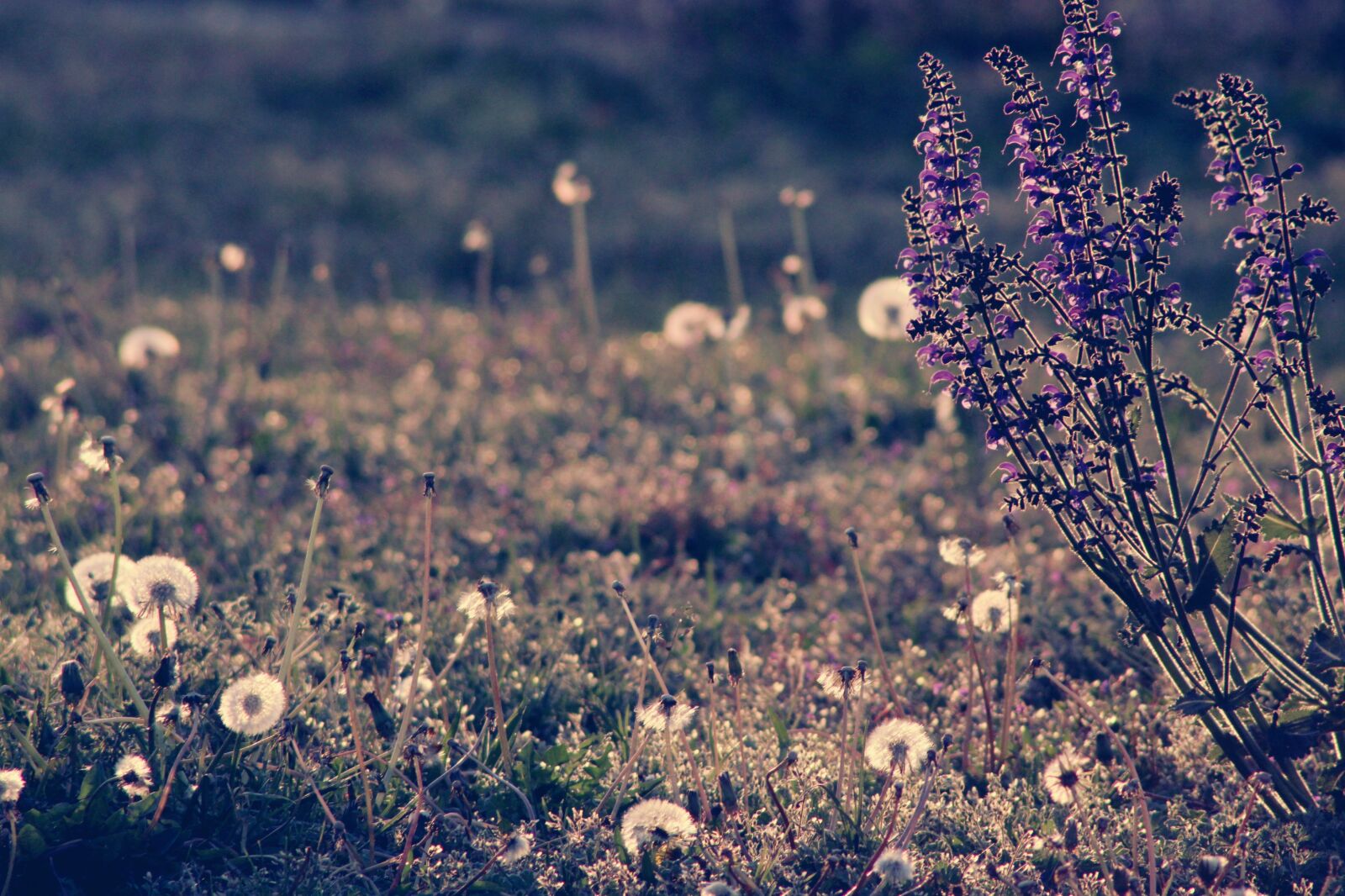 Canon EOS 2000D (EOS Rebel T7 / EOS Kiss X90 / EOS 1500D) sample photo. Flowers, meadow, abendstimmung photography