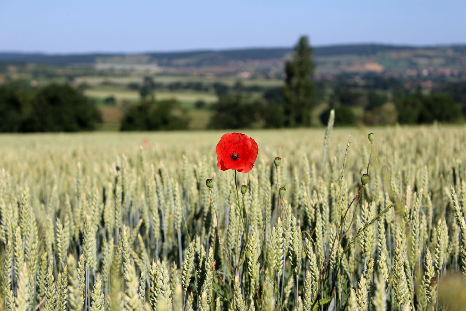 Canon EOS 100D (EOS Rebel SL1 / EOS Kiss X7) sample photo. Poppy, field, landscape photography