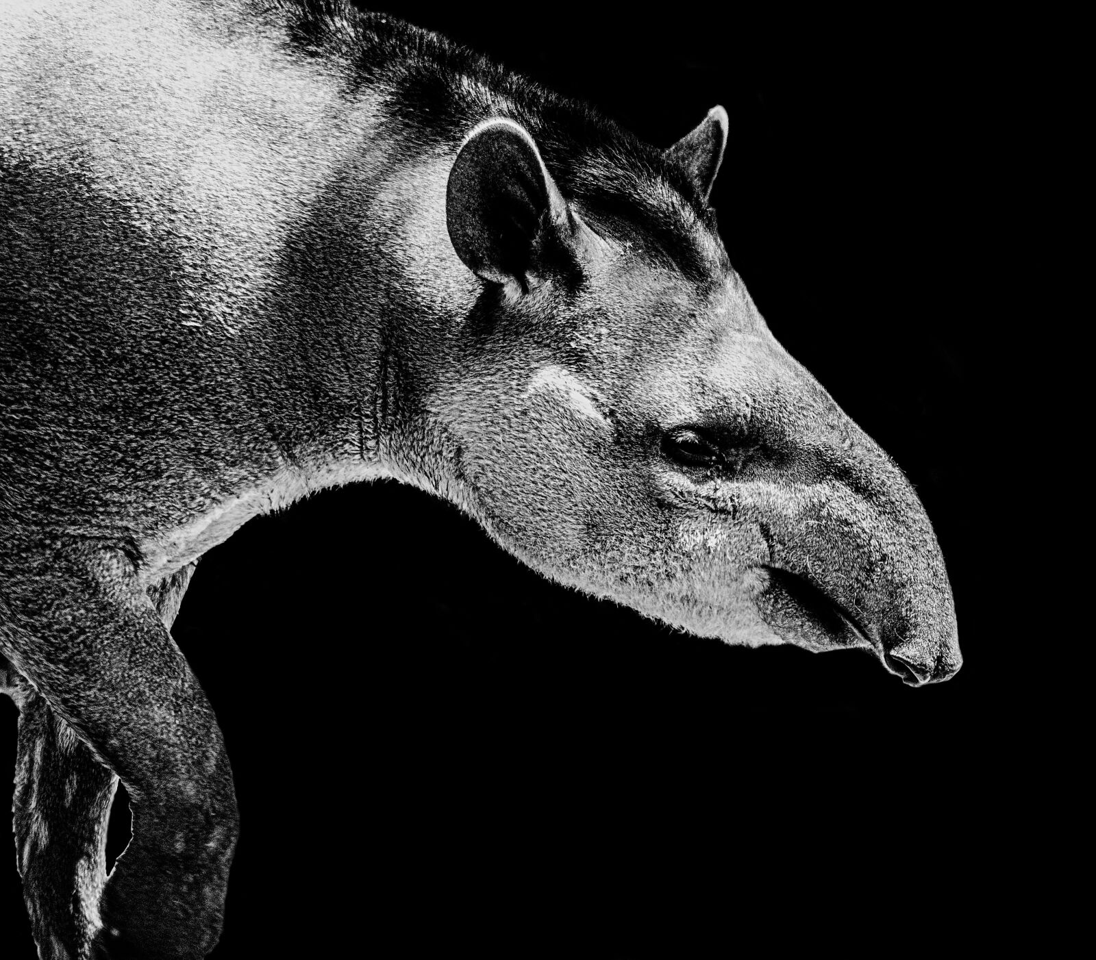 Nikon D7000 sample photo. Tapir, black, white photography