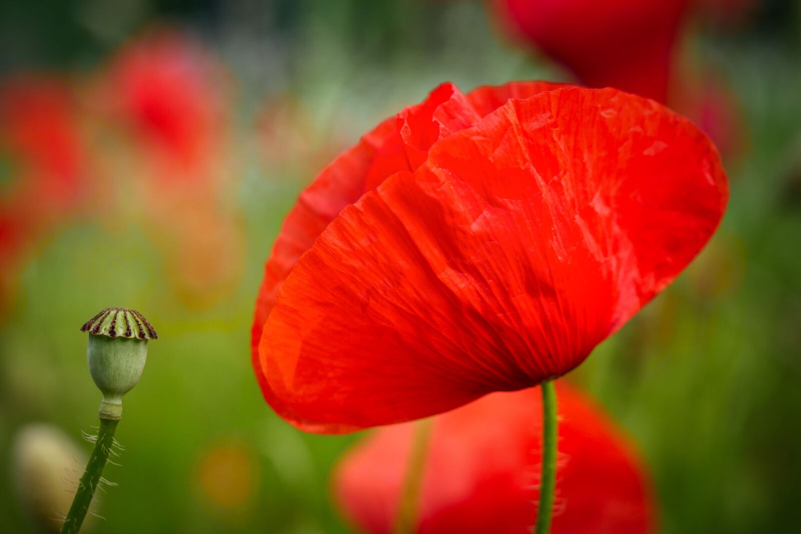 Panasonic Lumix DMC-GX8 sample photo. Poppy, klatschmohn, nature photography