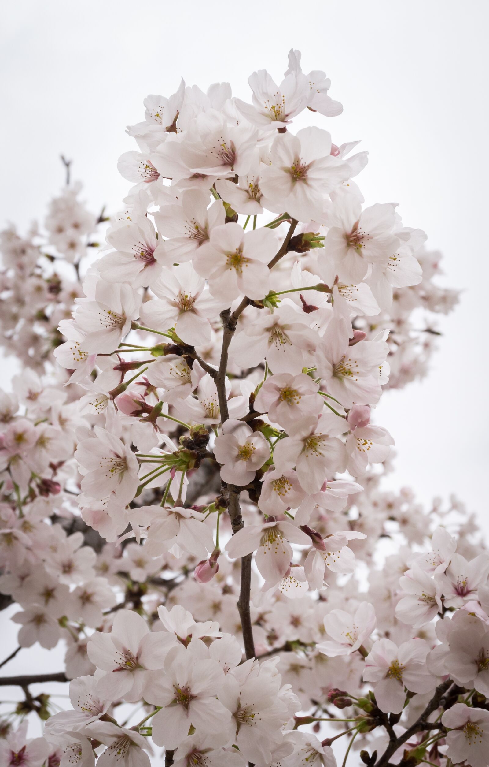 Sony E 30mm F3.5 Macro sample photo. Cherry blossom, spring, wood photography
