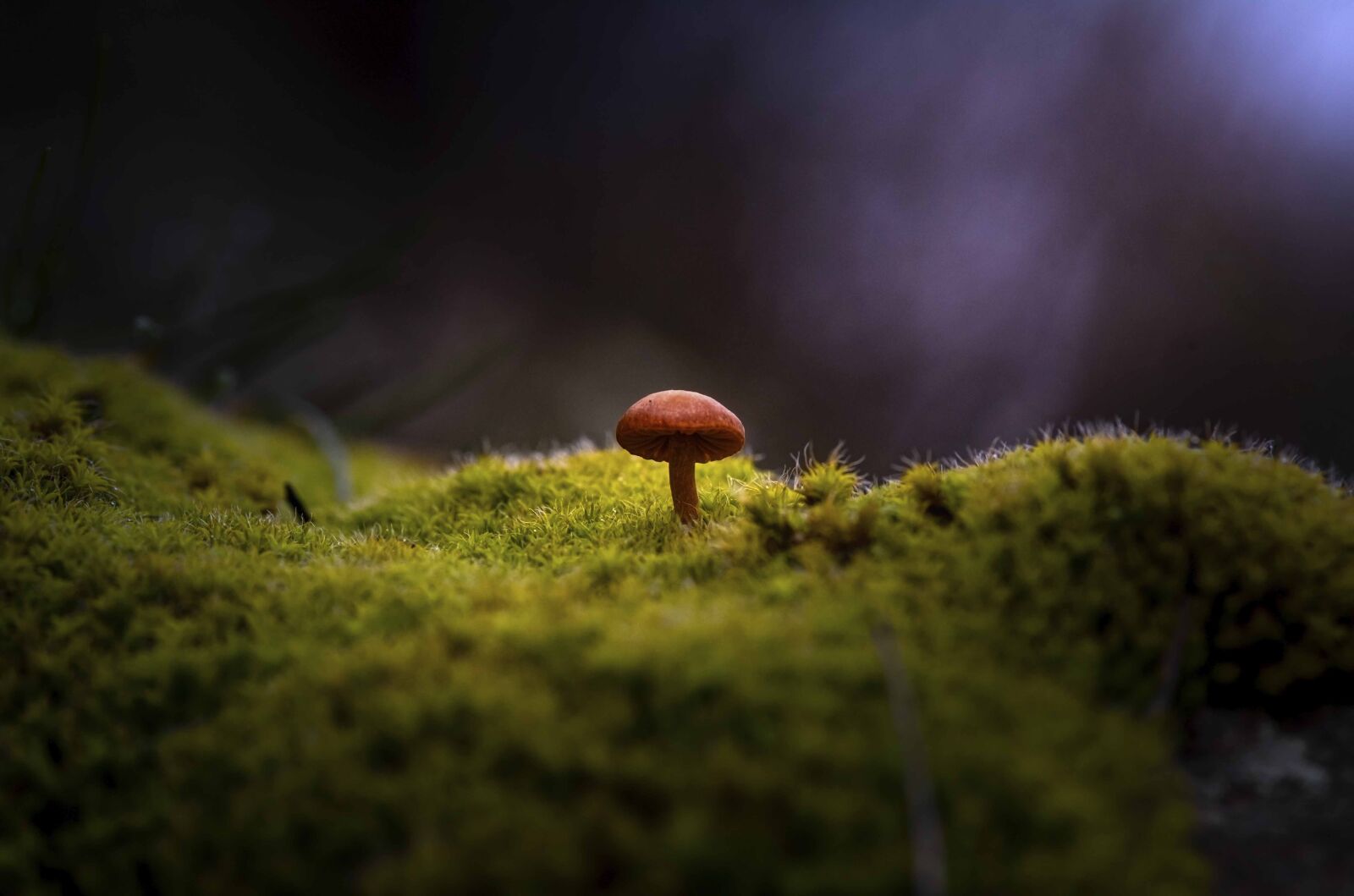 Nikon D750 sample photo. Mushrooms, macro, nikon photography