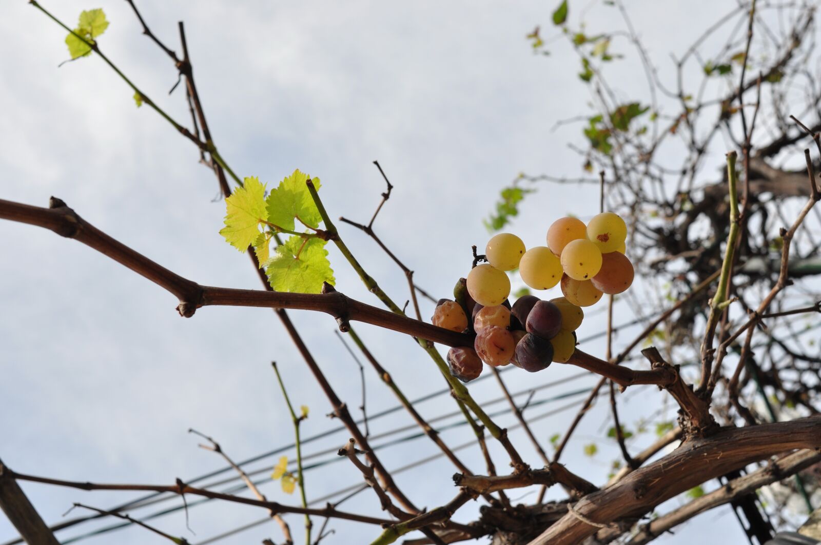 Nikon D90 sample photo. Grape, fruit, plant photography