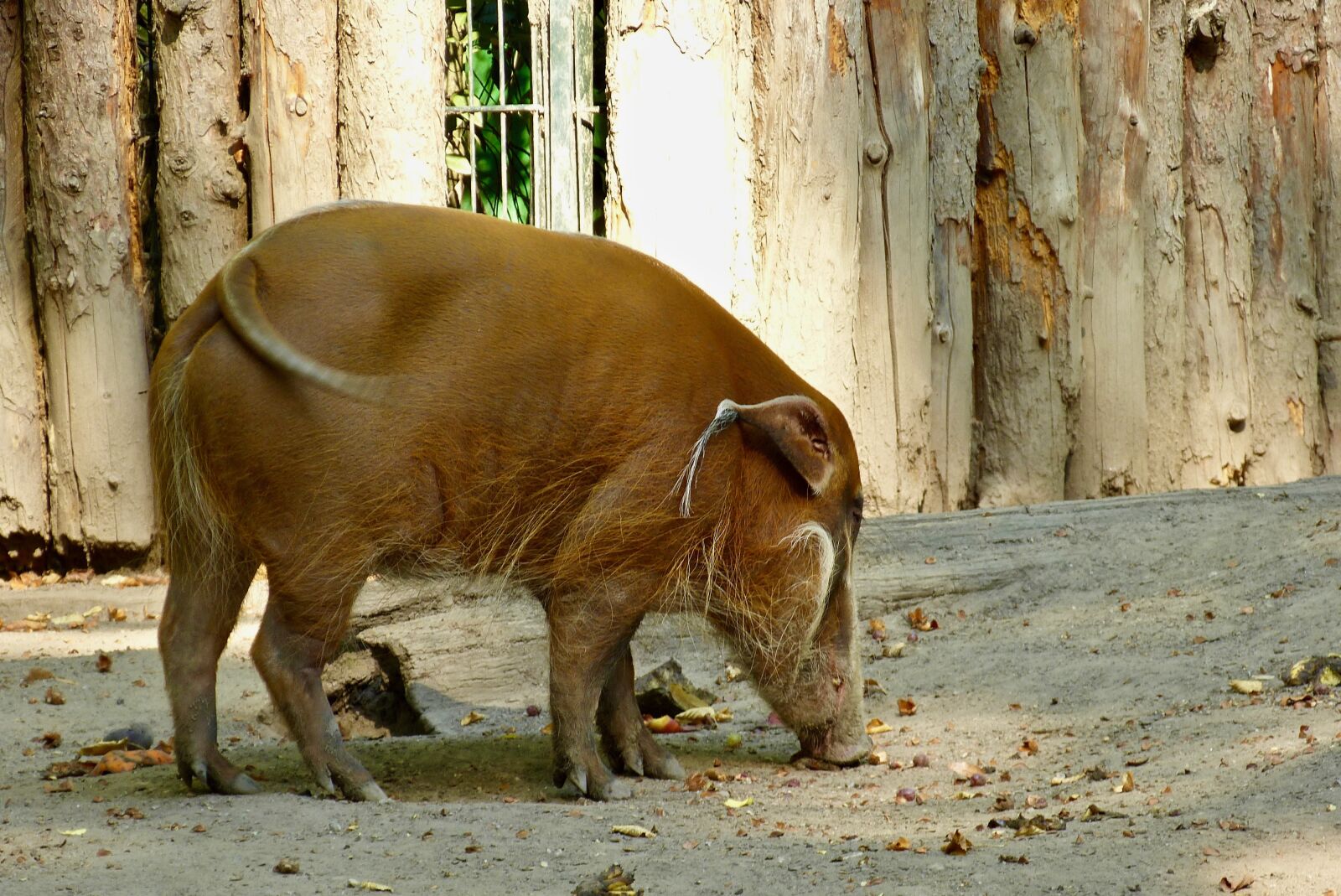 Panasonic Lumix DMC-FZ150 sample photo. Pig, zoo, animal world photography
